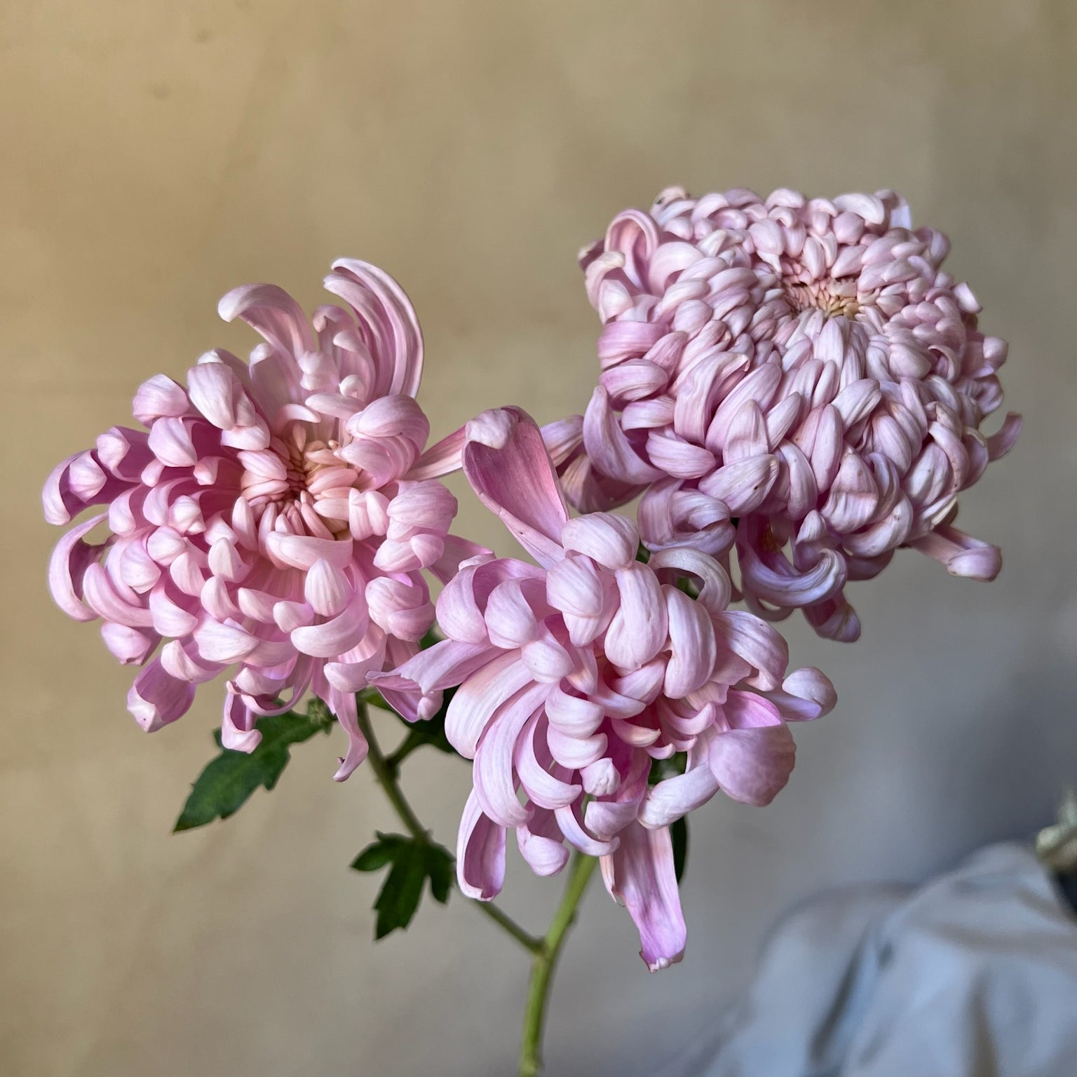 A single stem of Jefferson Park heirloom chrysanthemum. Large pink blooms. Fall blooming. Good for disbud.