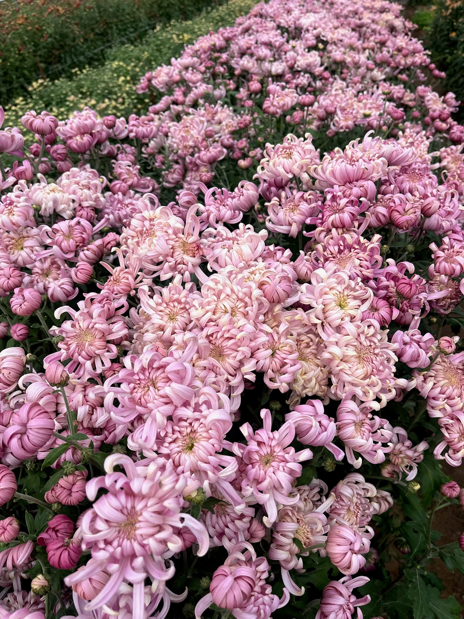 Heirloom Chrysanthemum 'Jefferson Park' – 3 Porch Farm