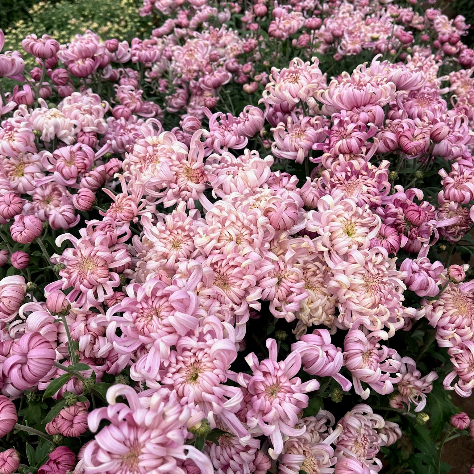 Pink Jefferson Park heirloom chrysanthemums planted in a row. Fall blooming. Great for disbud.