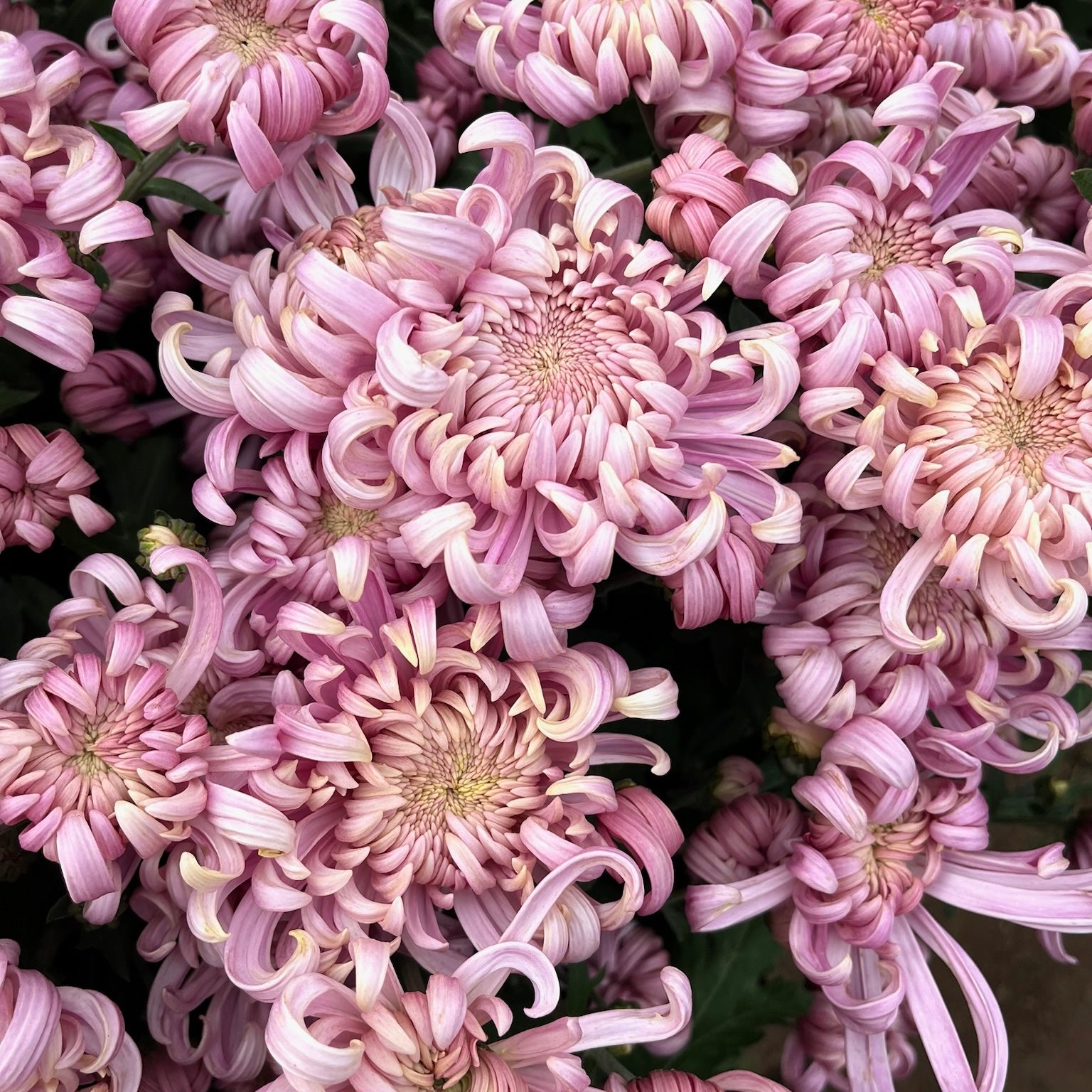 Large pink blooms on Jefferson Park heirloom chrysanthemum. Long lasting blooms. Good for disbud.