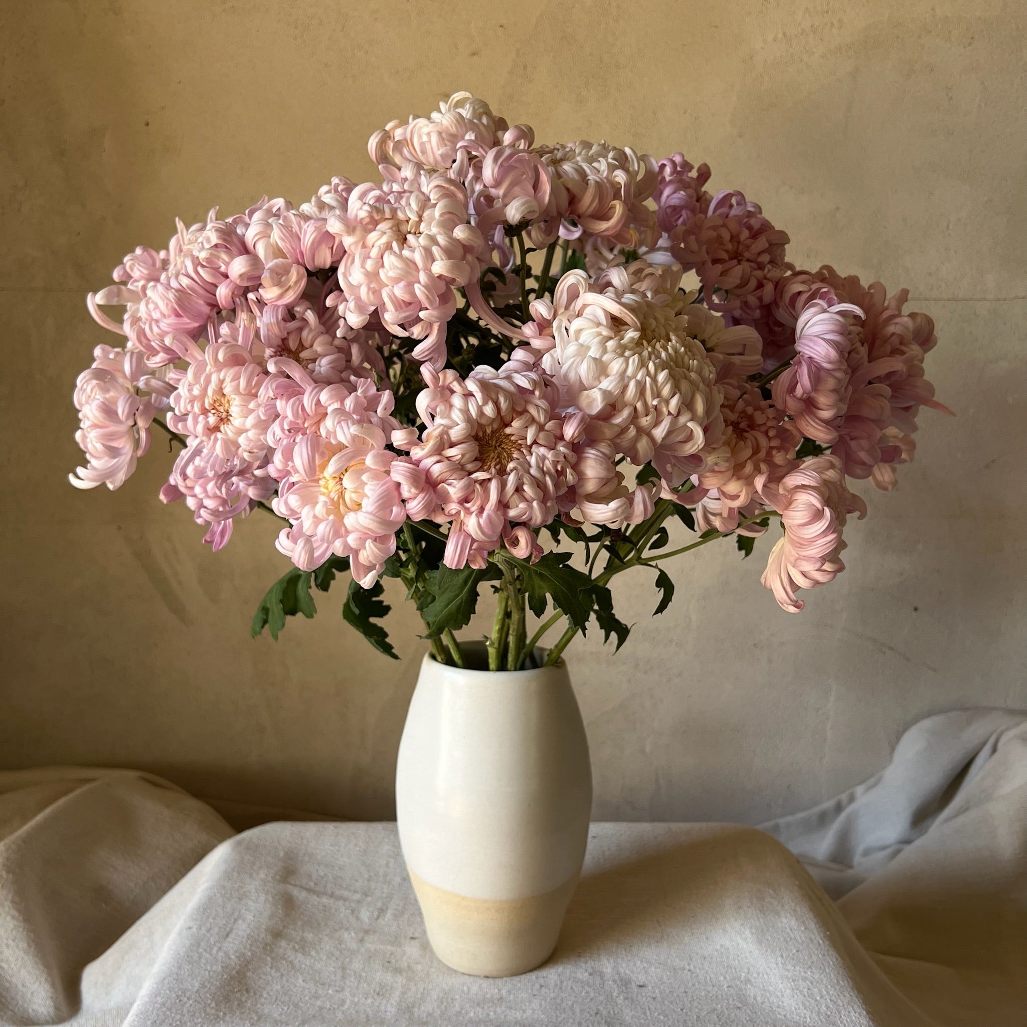 A bouquet of large pink Jefferson Park chrysanthemums. Fall blooming flower. Great for disbudding.