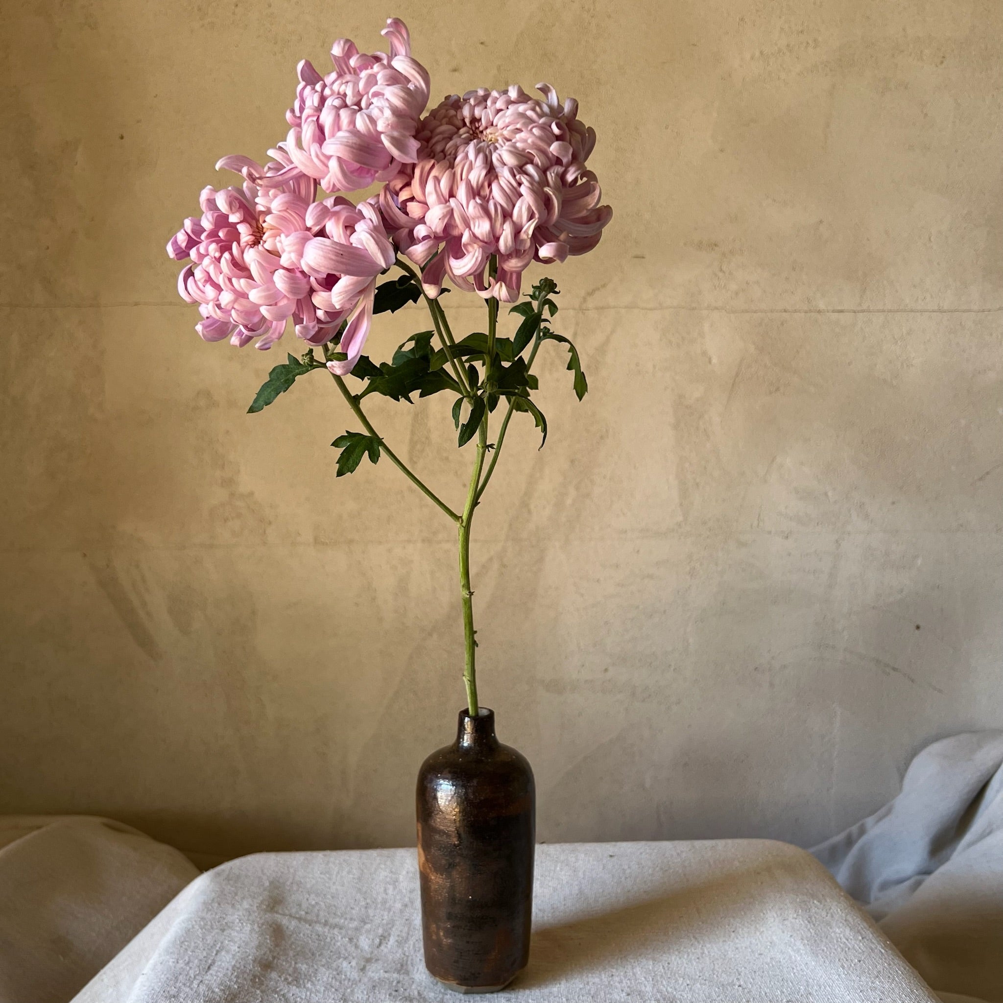 A single stem of Jefferson Park heirloom chrysanthemum. Fall blooming flower. Great for disbudding.