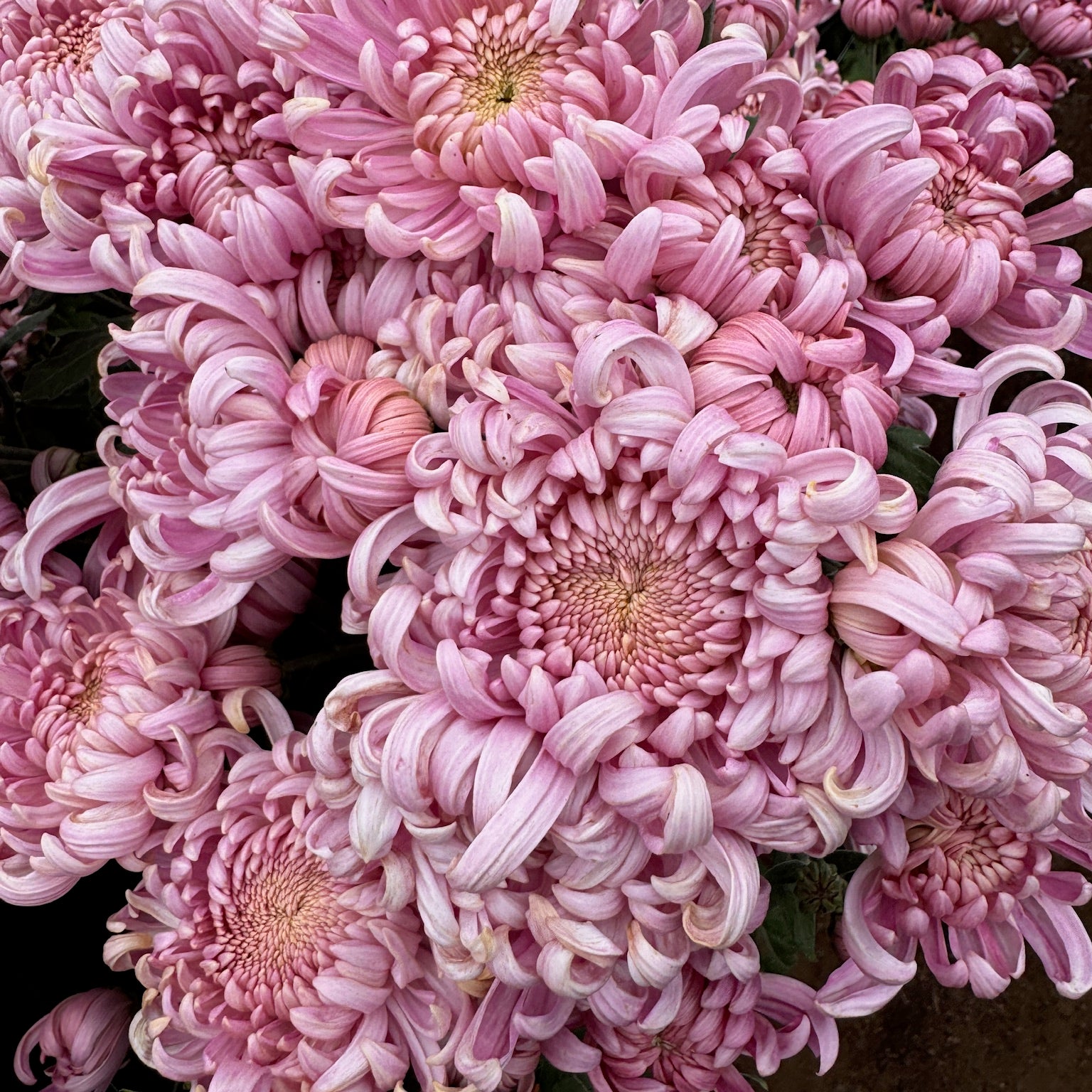 Close-up of Jefferson Park heirloom chrysanthemum. Fall blooming. Large blooms good for disbudding.