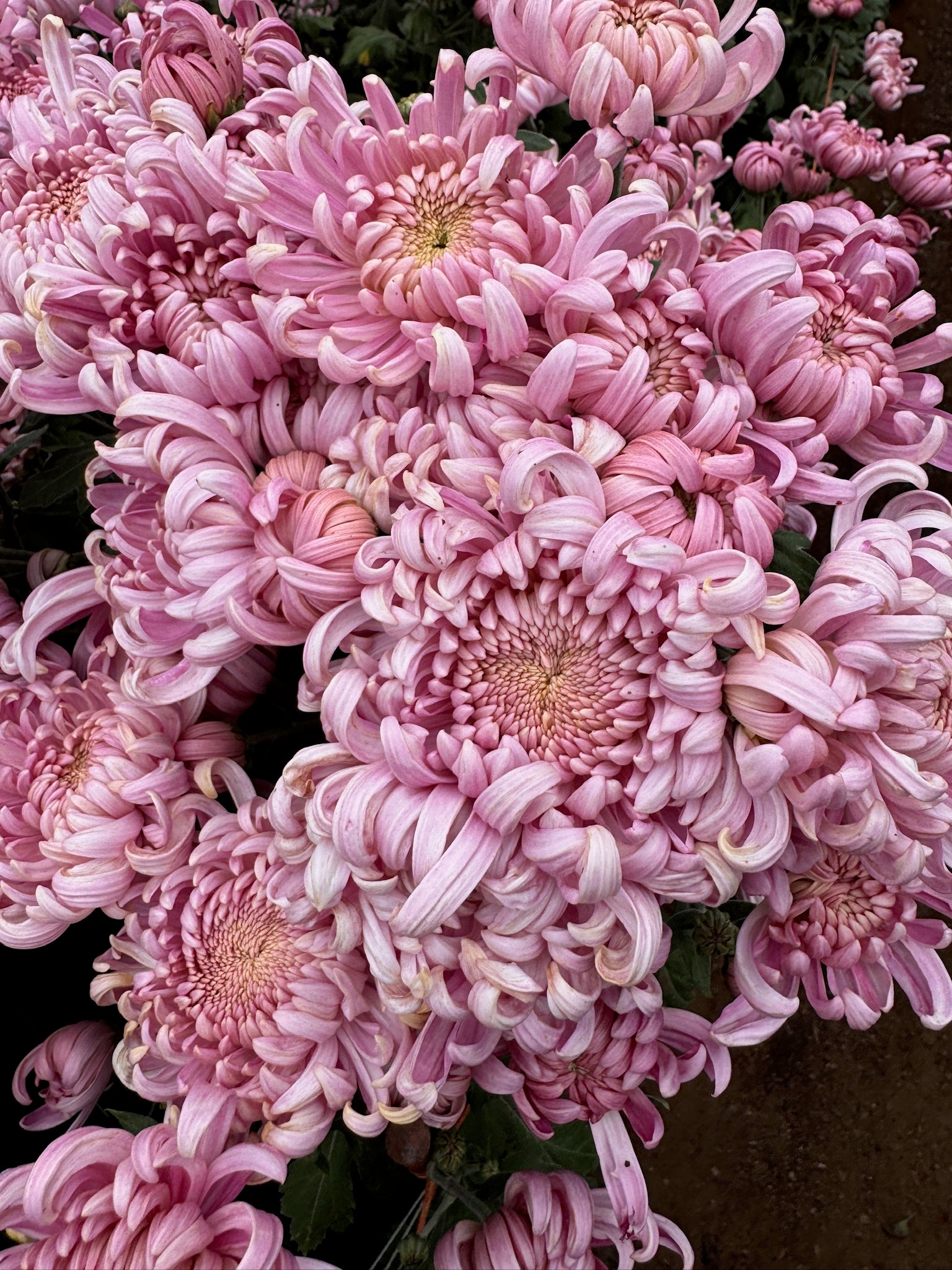 Close-up of Jefferson Park heirloom chrysanthemum. Fall blooming. Large blooms good for disbudding.