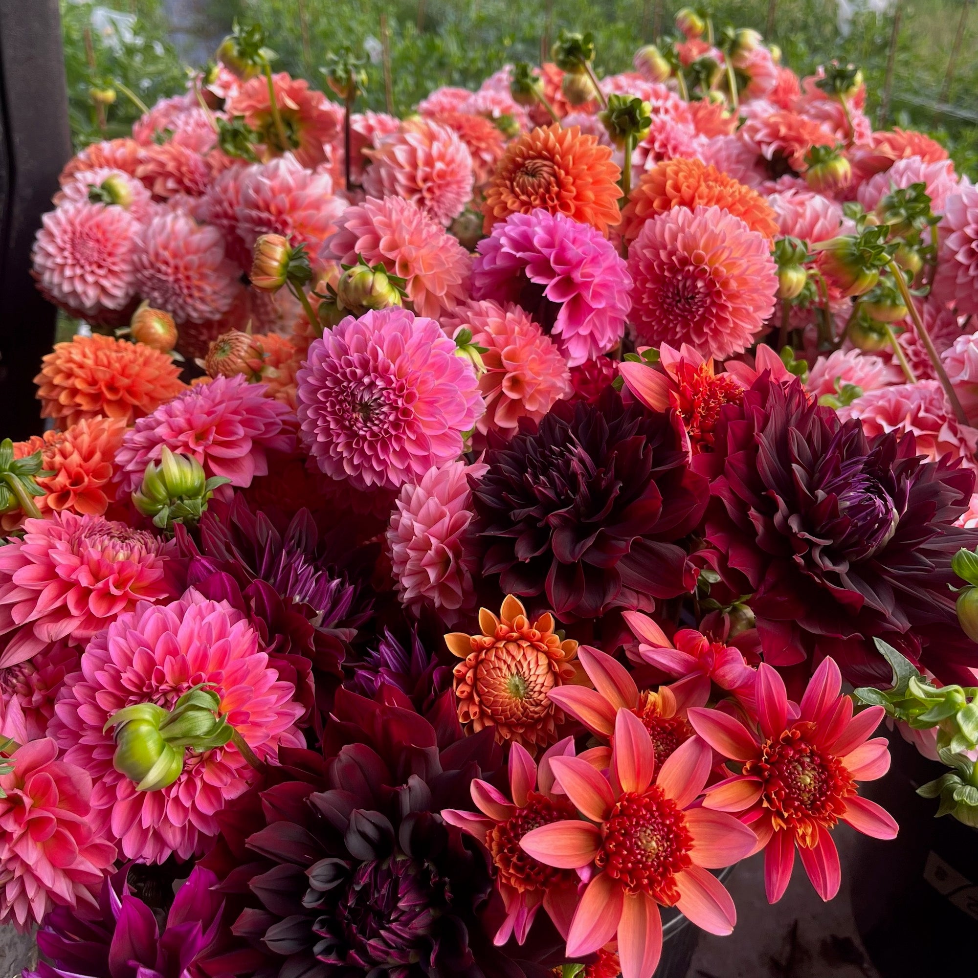 Weekly Dahlia Subscription || September 10th-October 1st Wednesday Delivery