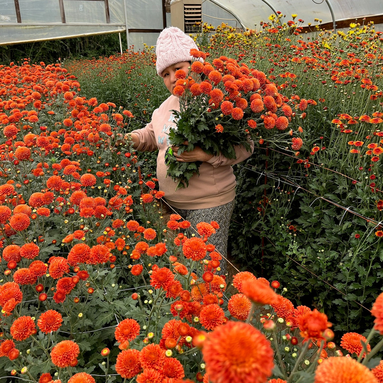 The harvest of Kelvin Mandarin heirloom mums. Fall blooming flowers.