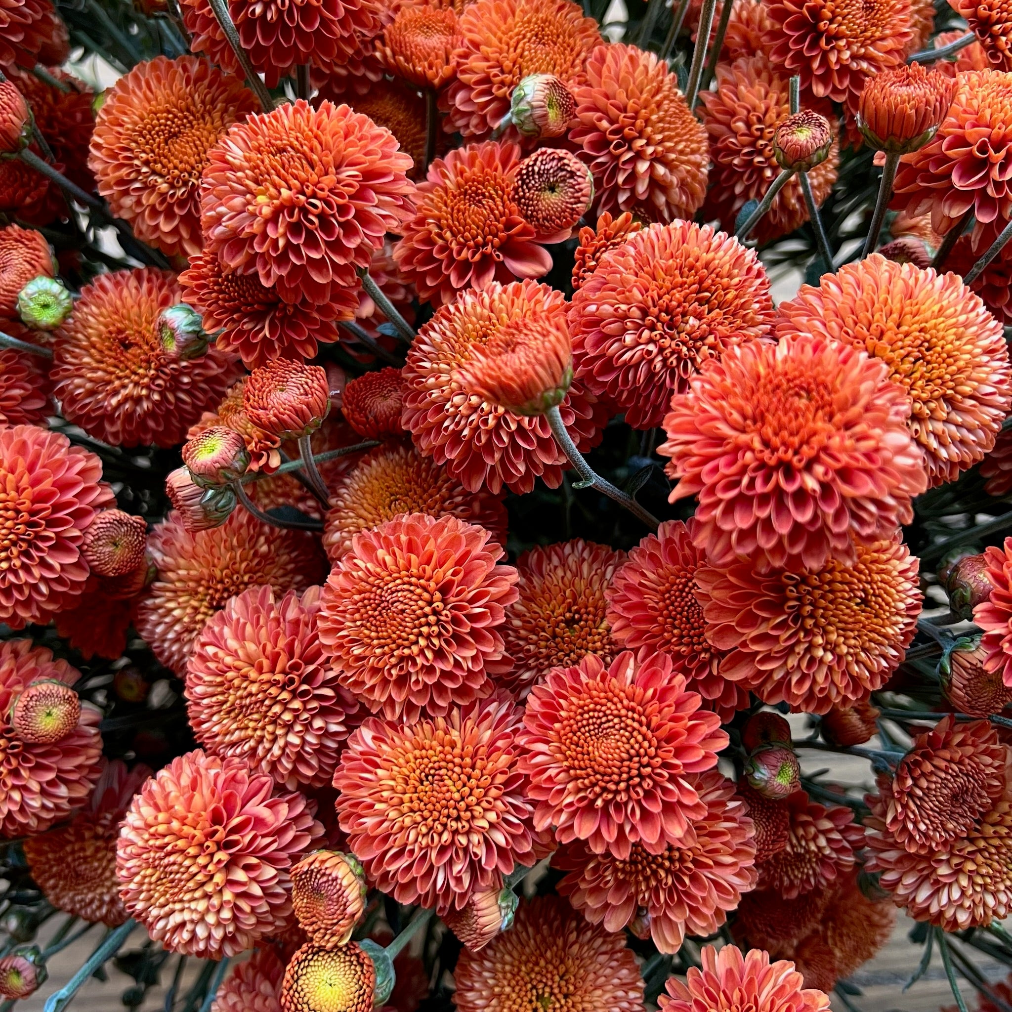 A close-up of Kelvin Mandarin heirloom mums. Fall blooming.