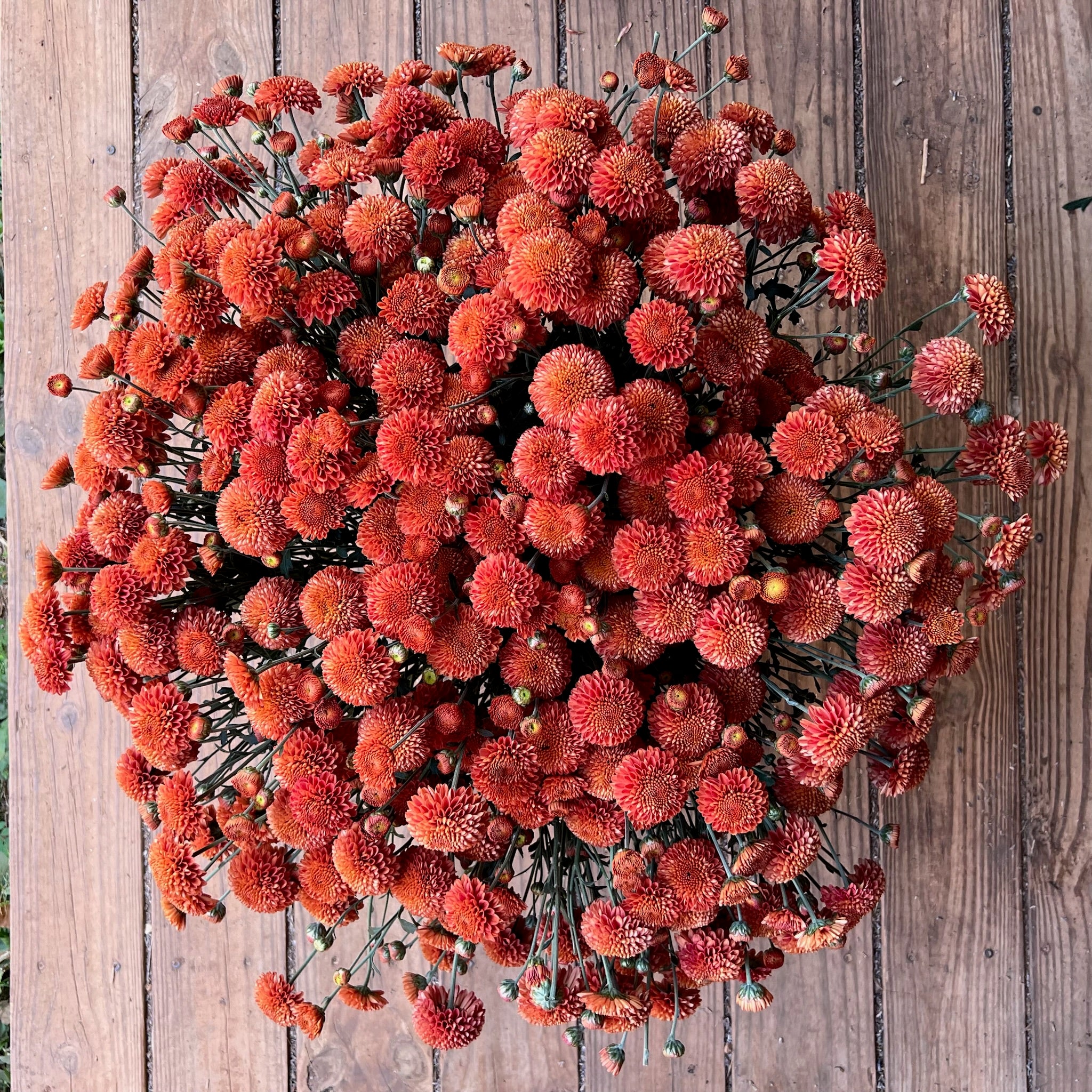 A bucket of orange Kelvin Mandarin heirloom chrysanthemums. Fall blooming plant.