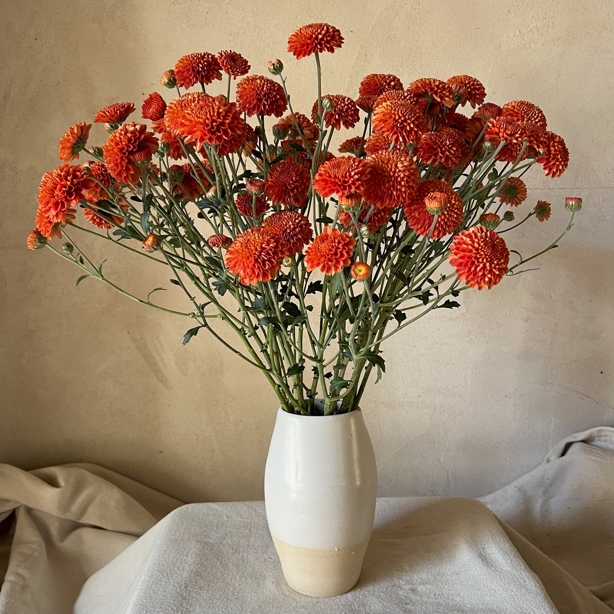 A bouquet of Kelvin Mandarin heirloom mums. Fall blooming. 