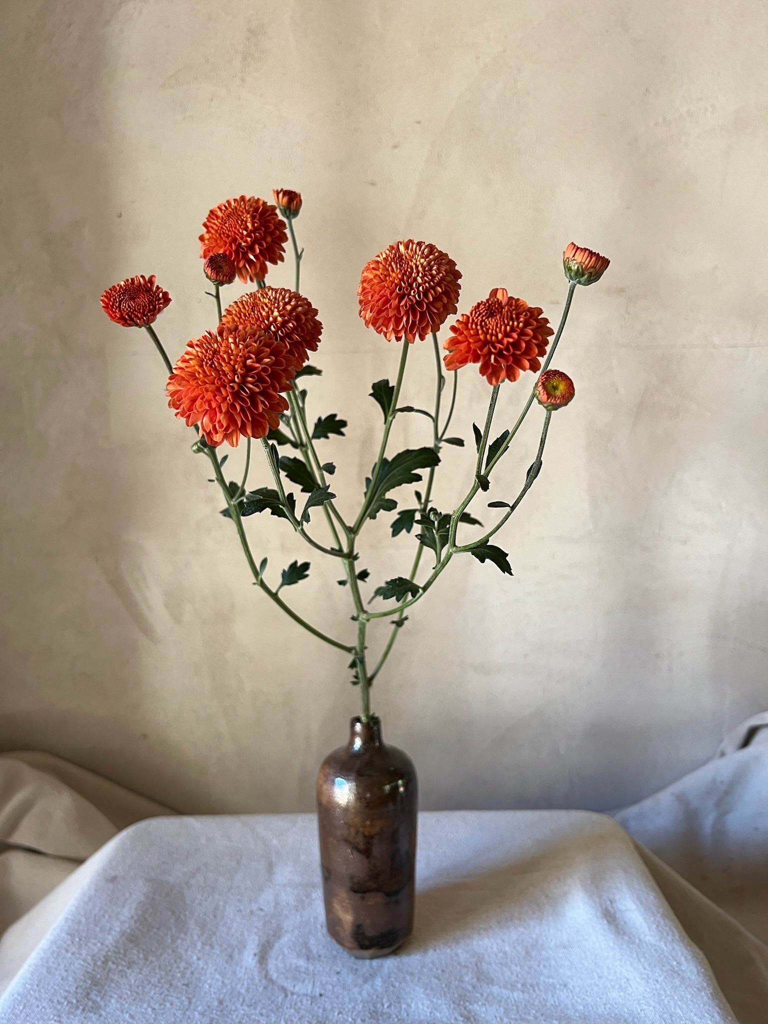 A stem of Kelvin Mandarin chrysanthemum in a vase. Blooms in the fall. Many flowers per stem.