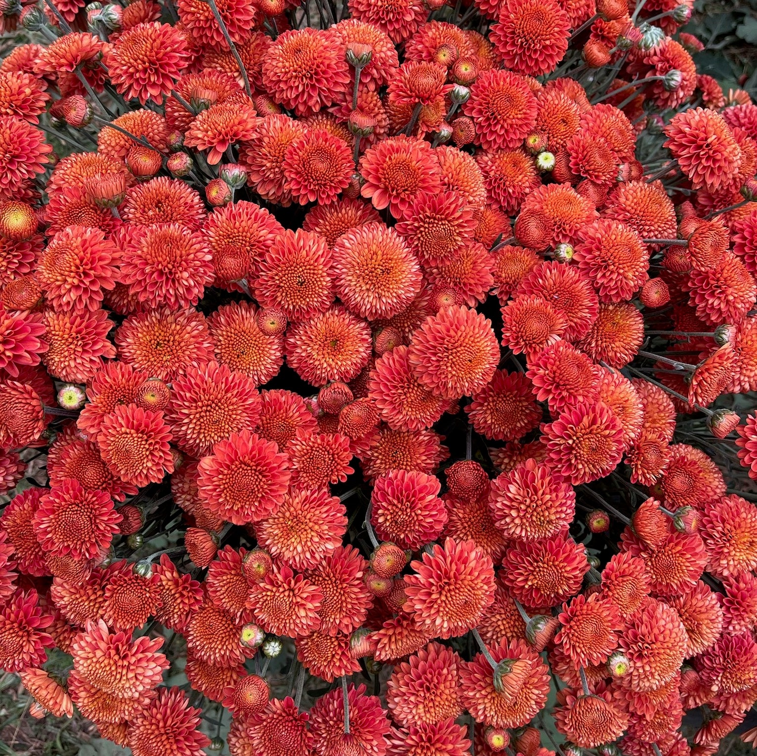 Kelvin Mandarin heirloom mums are bright orange. Fall blooming flowers. 
