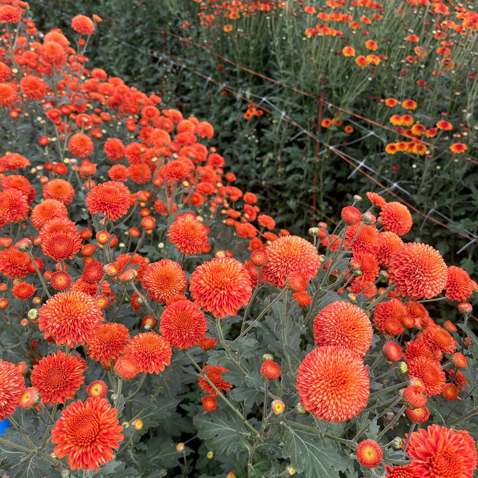 Kelvin Mandarin heirloom mums planted in a tunnel. Fall blooming plant.