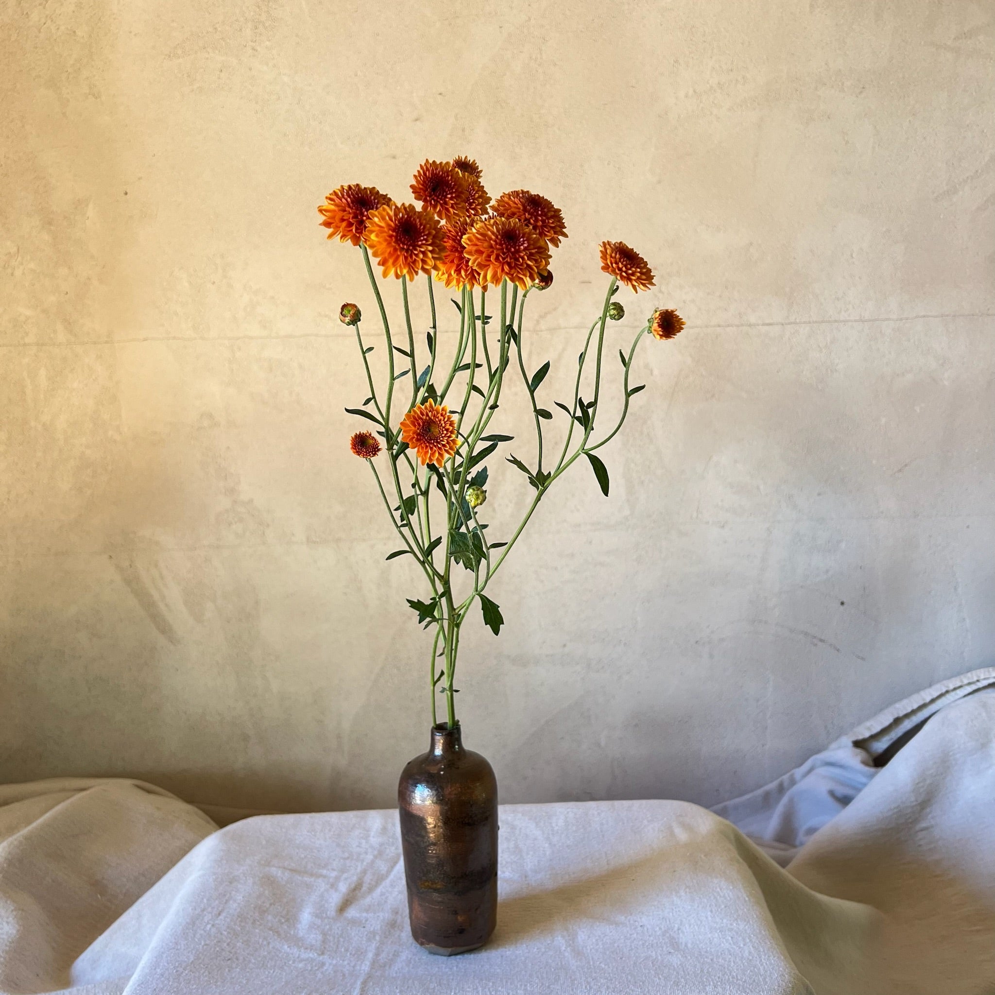 A single stem of Kelvin Tattoo heirloom mum in a vase. Long lasting cut flowers. Blooms in the fall.