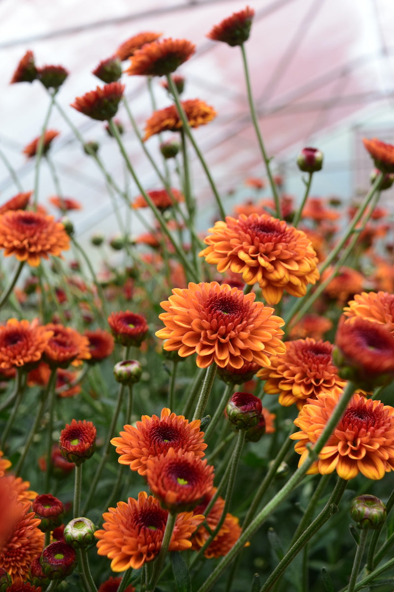 Heirloom Chrysanthemum 'Kelvin Tattoo' – 3 Porch Farm