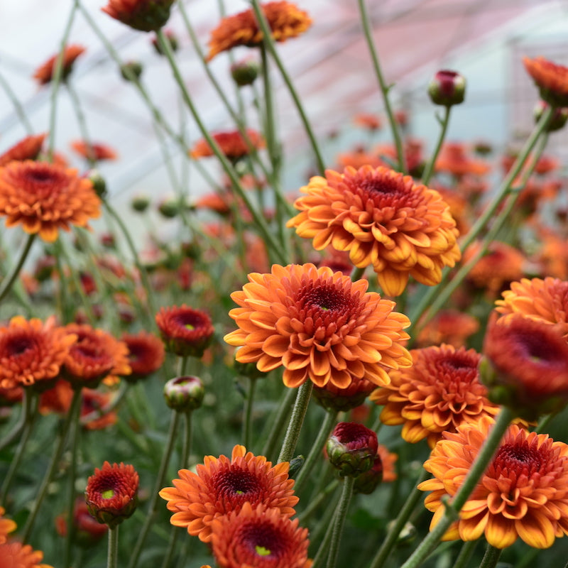 Close-up of orange and red Kelvin Tattoo heirloom chrysanthemums planted in a tunnel. Long lasting fall blooms.