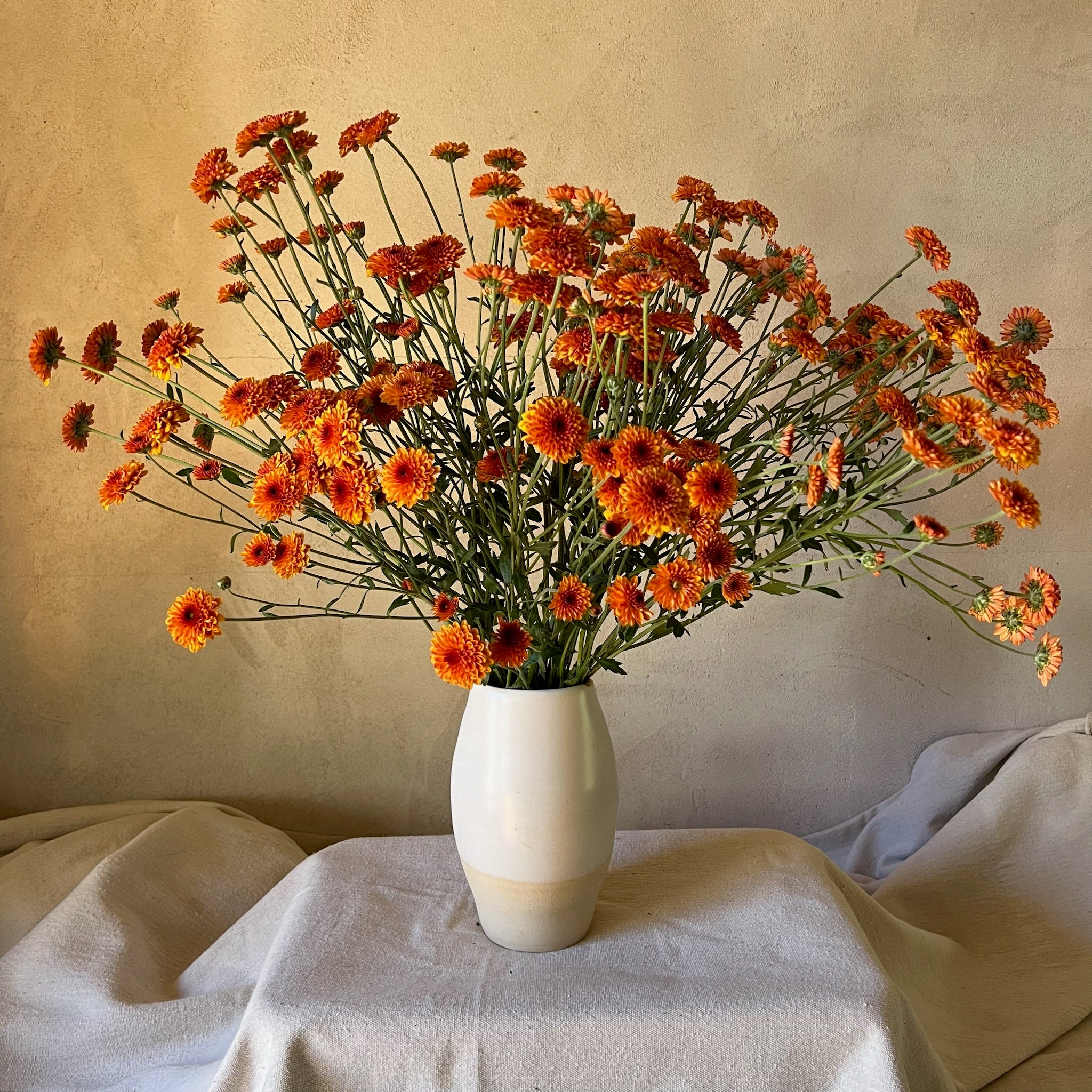 A vase filled with fresh orange heirloom mums 'Kelvin Tattoo' flowers. Long lasting blooms. Blooms in the fall.