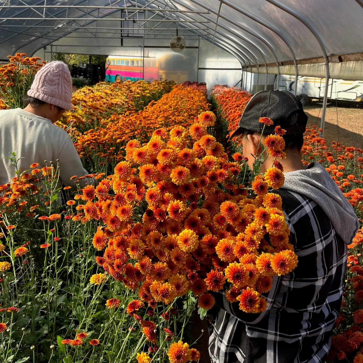 Kelvin Tattoo heirloom mums being harvested in a tunnel. Long lasting cut blooms for the fall.