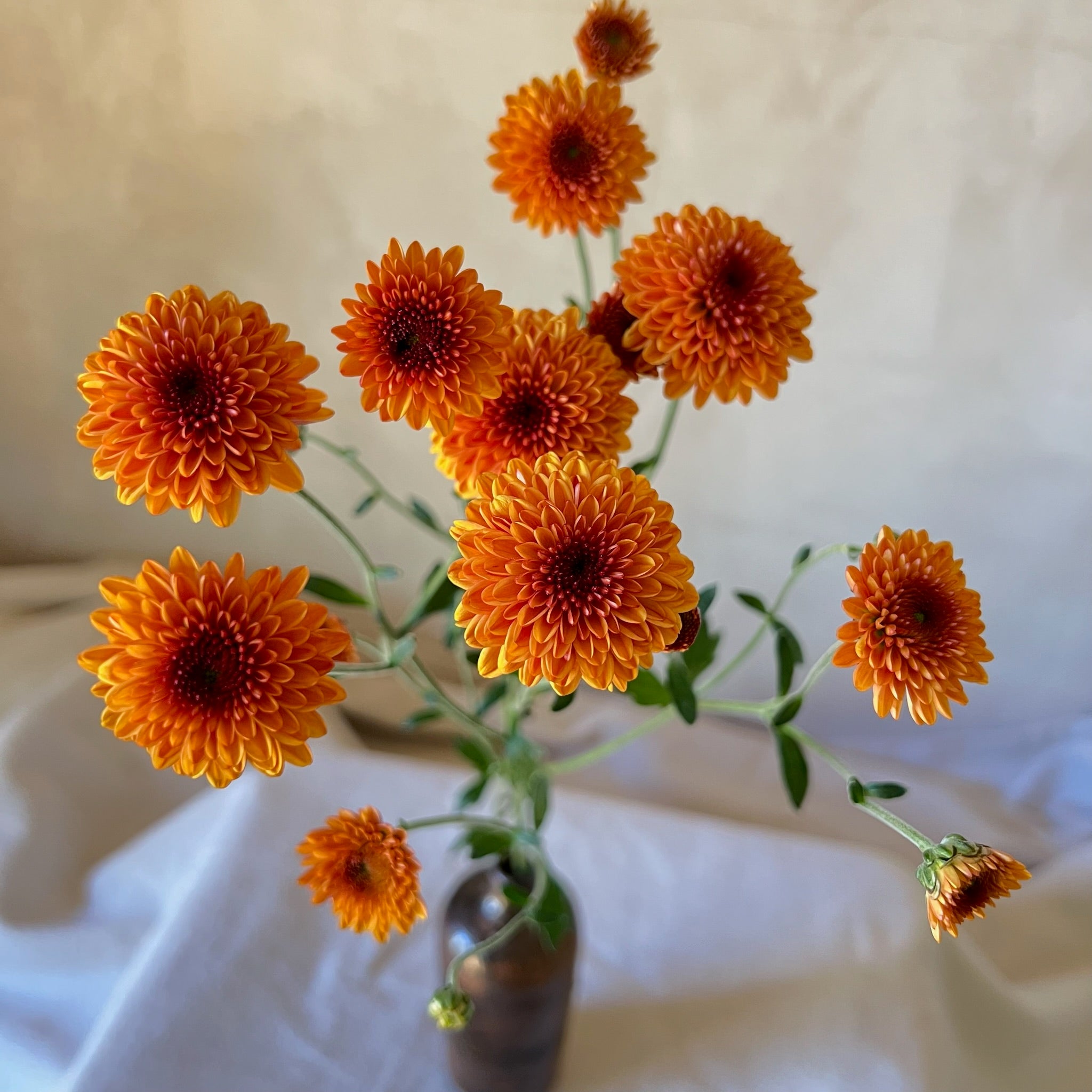 A close-up of a single stem of Kelvin Tattoo heirloom chrysanthemum. Long lasting fall blooms.
