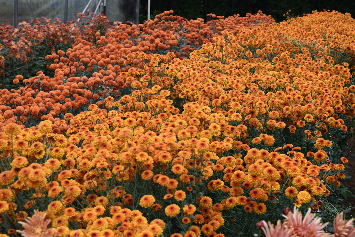 Kelvin Tattoo heirloom chrysanthemums planted in a tunnel. Long lasting fall blooms.