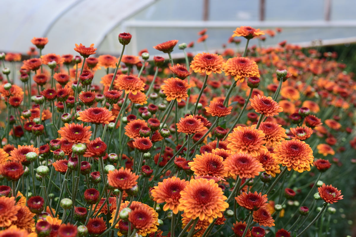Orange Kelvin Tattoo heirloom chrysanthemums planted in a tunnel. Long lasting fall blooms.
