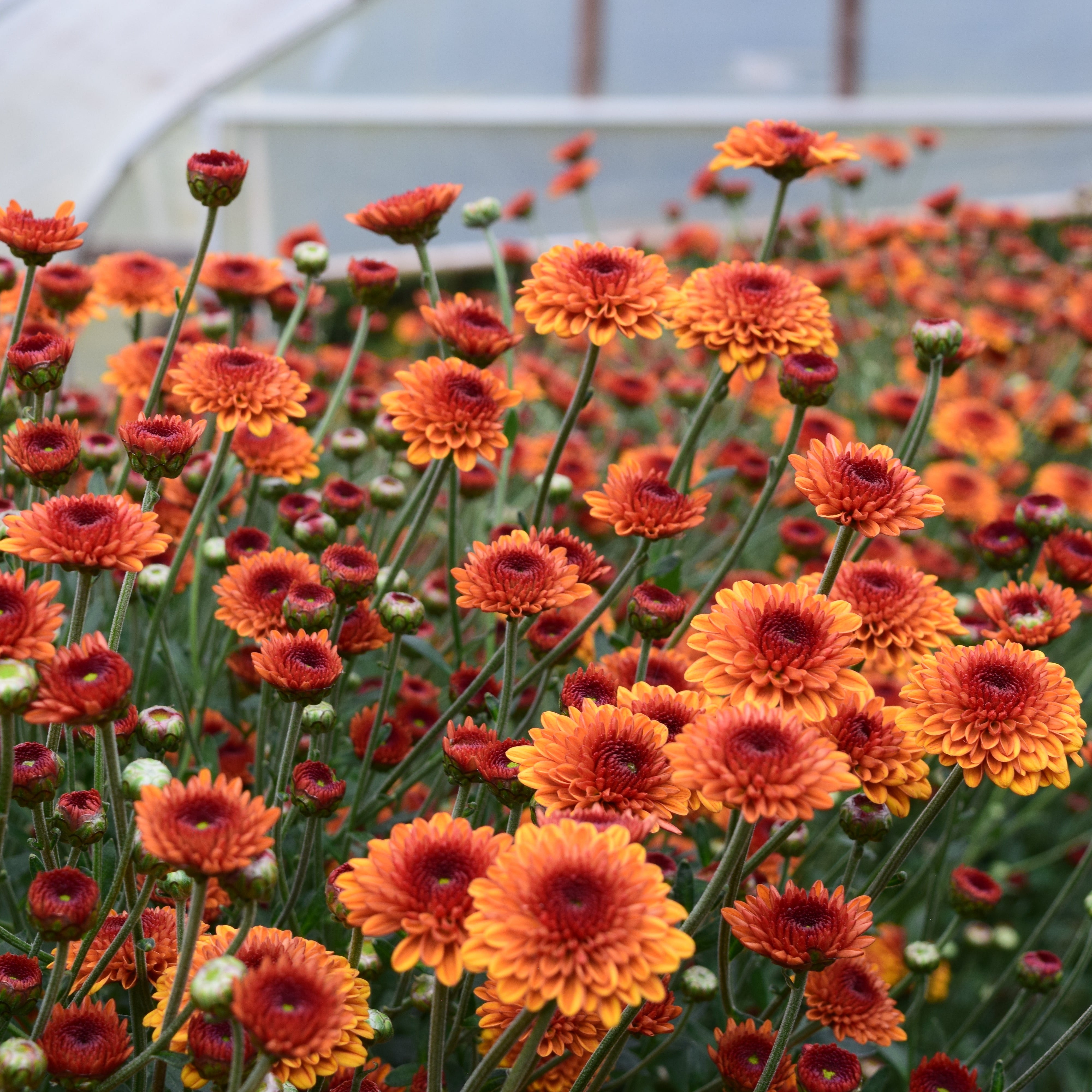 Close up of orange Kelvin Tattoo heirloom chrysanthemums in a tunnel. Long lasting cut blooms. 
