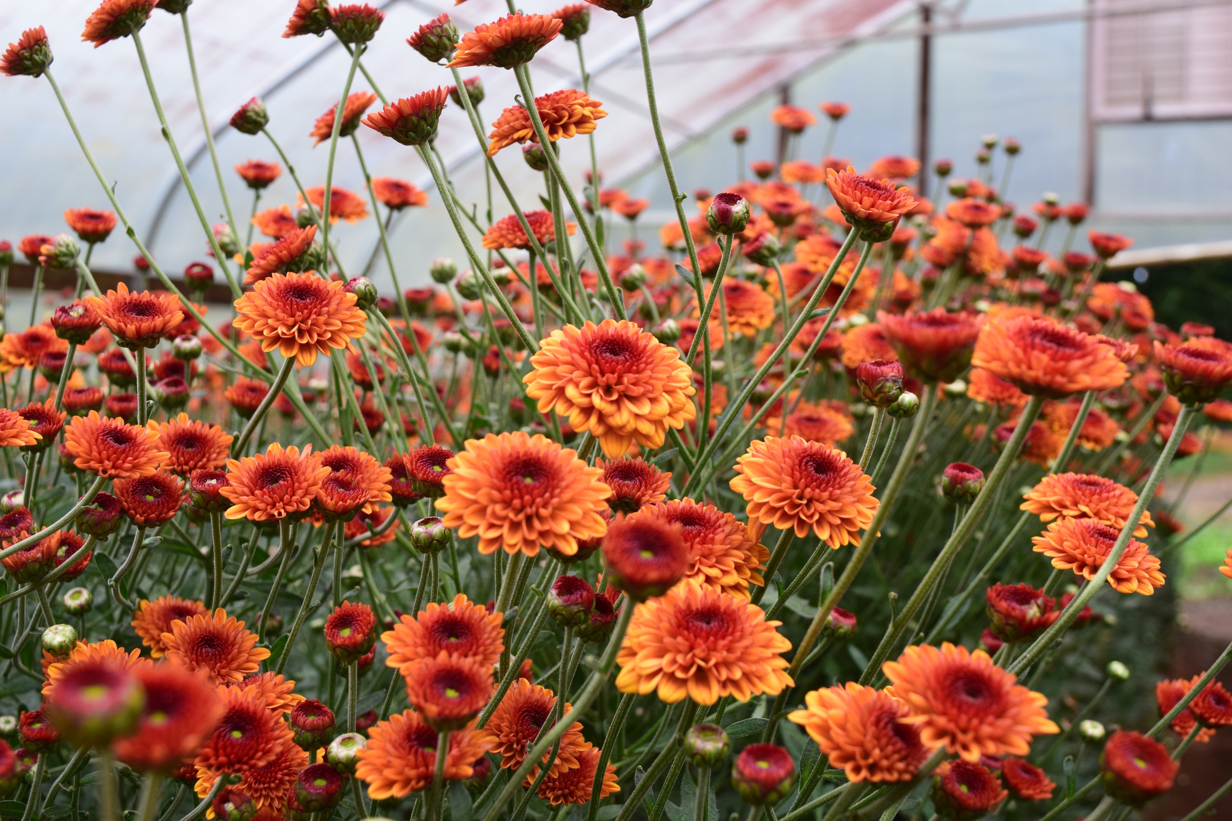 Kelvin Tattoo heirloom mums planted in a tunnel. Fall blooming plant. Long lasting blooms.