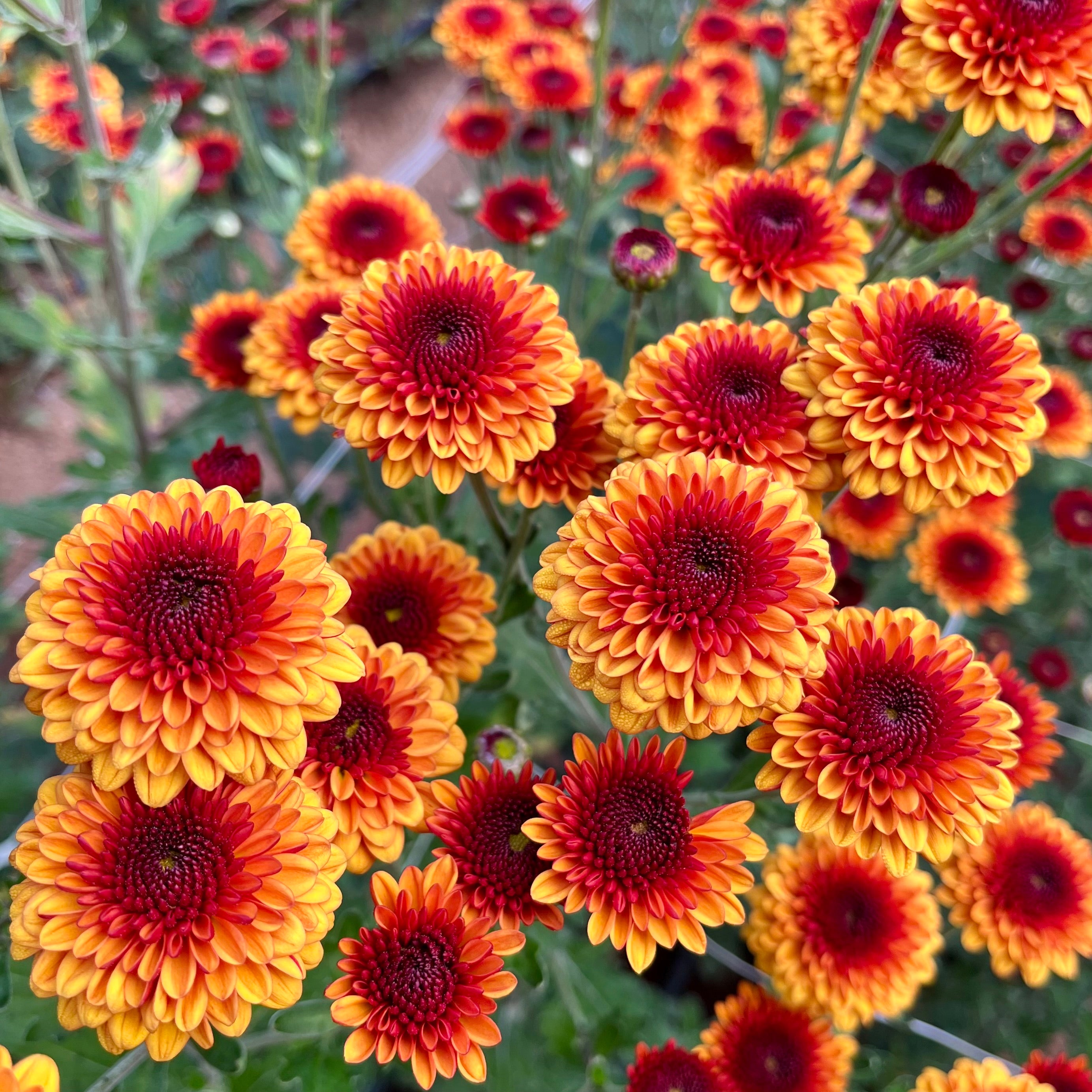 A close-up of Kelvin Tattoo heirloom chrysanthemums. Long lasting fall blooms.