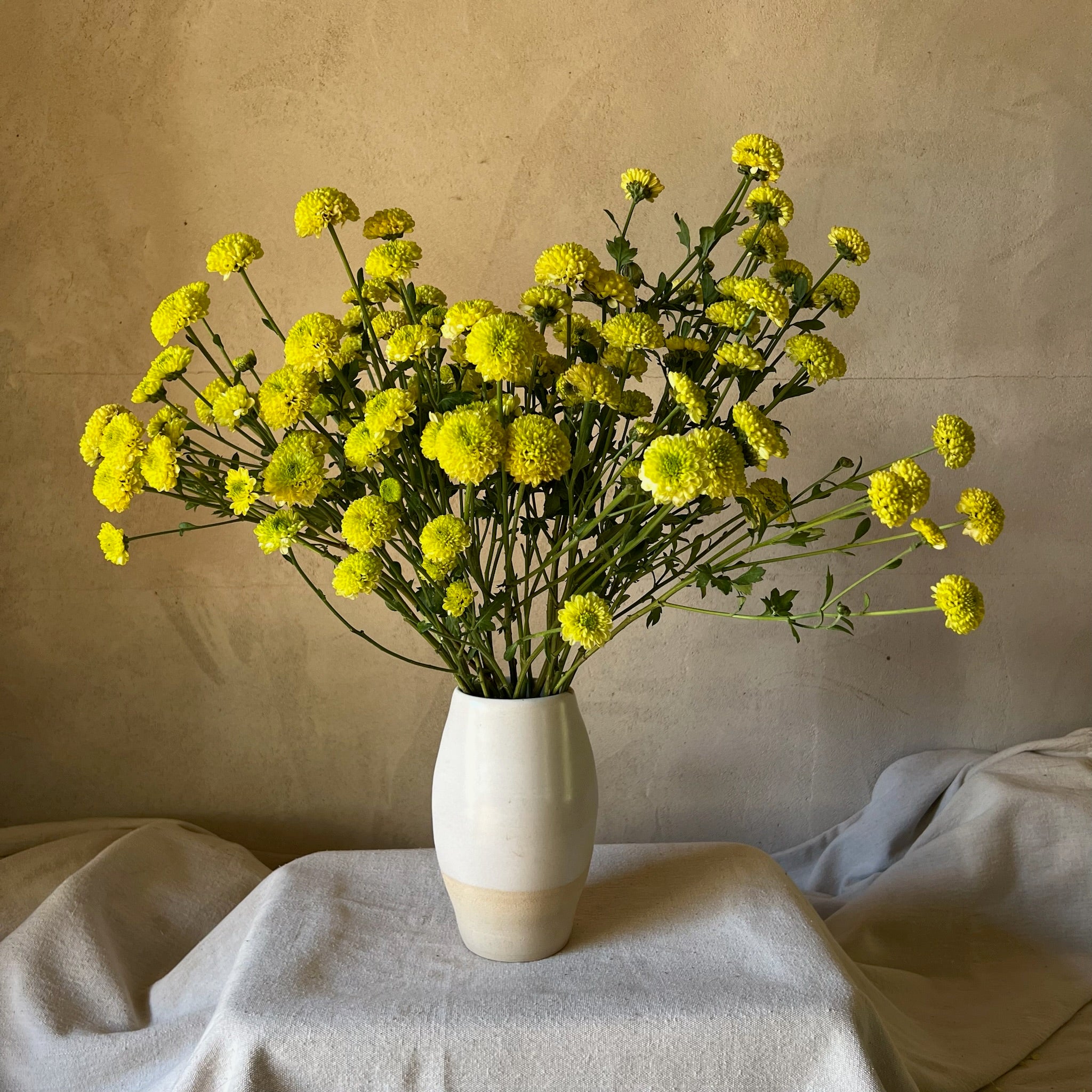 A bouquet of chartreuse Kermit heirloom chrysanthemums. Long lasting cut flowers. A great filler in bouquets.