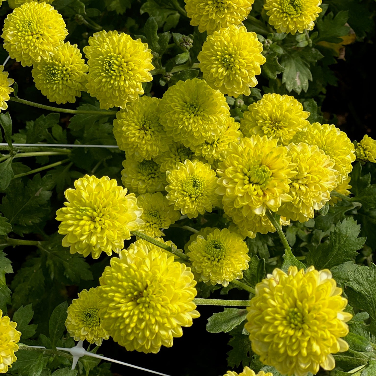 Kermit heirloom chrysanthemums planted in tunnels. Long lasting flowers. Great for container gardening.