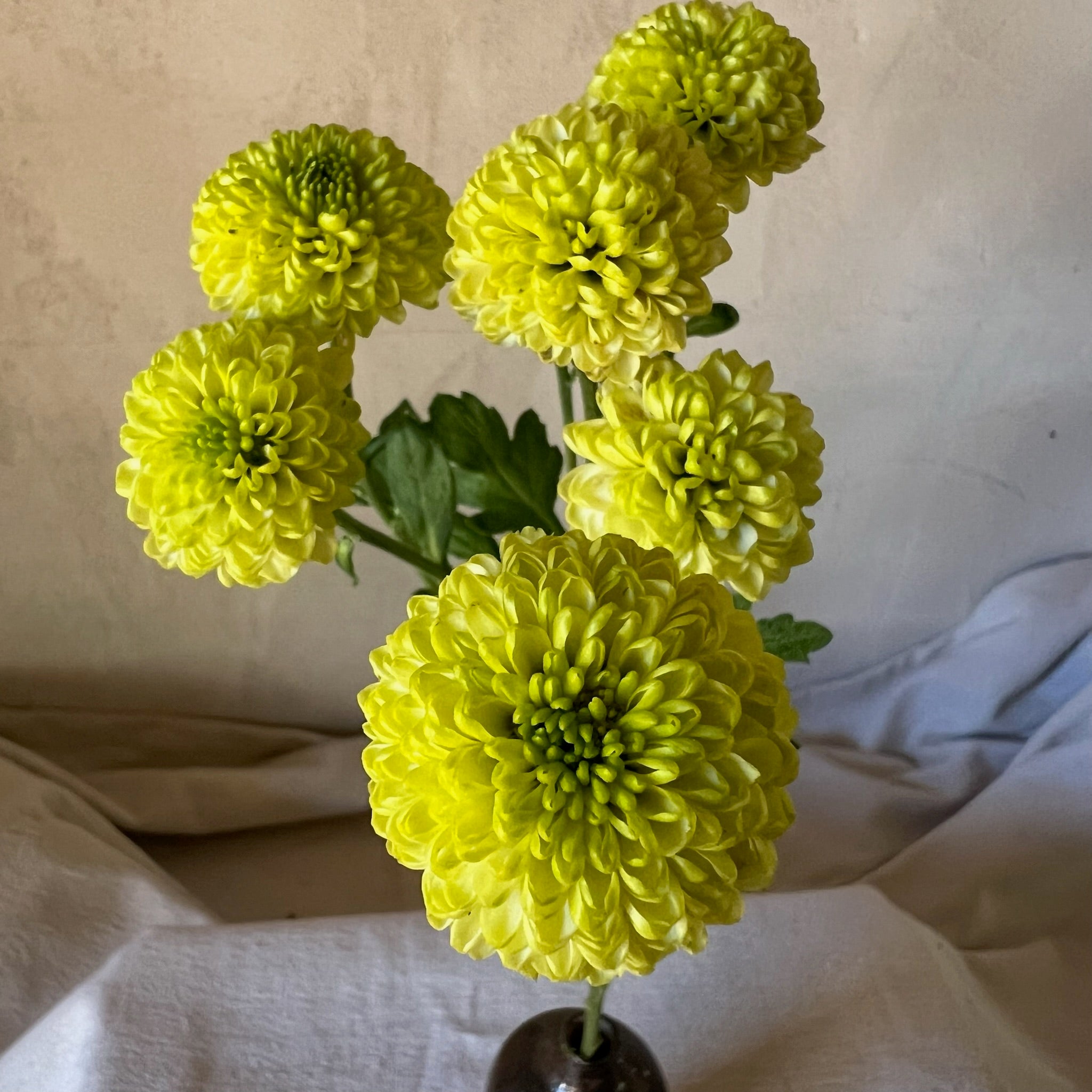 A close up of Kermit heirloom mums. Long lasting cut flowers. Multiple blooms per stem.