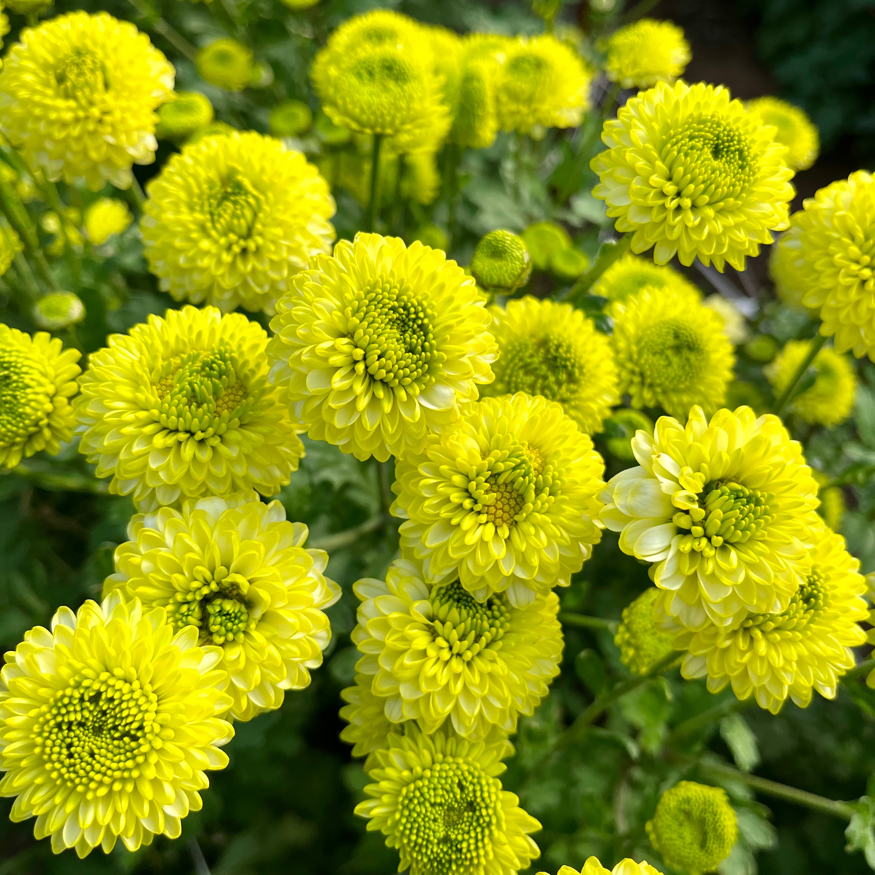 A close-up of green Kermit heirloom chrysanthemums. Great in containers. Long lasting flowers.