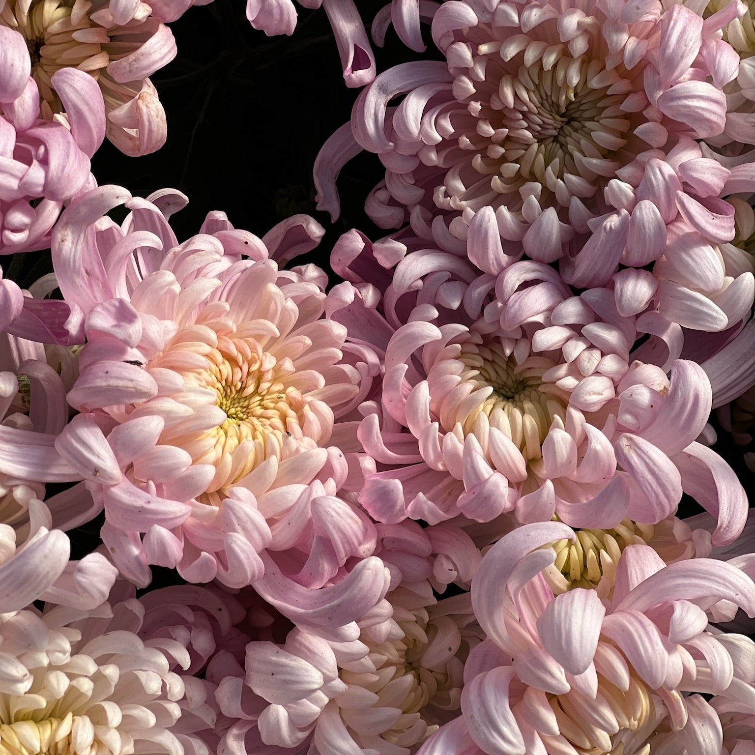 A close-up of the pink Kokka Hougiku heirloom chrysanthemums. Fall blooming. Good for disbudding.