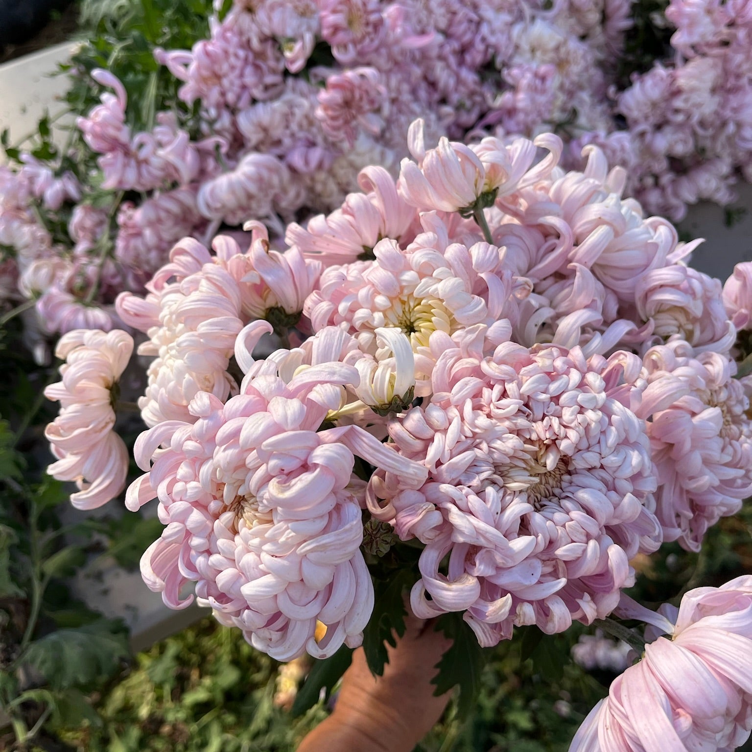 A bouquet of pink Kokka Hougiku heirloom chrysanthemums. Fall blooming. Good for disbudding.