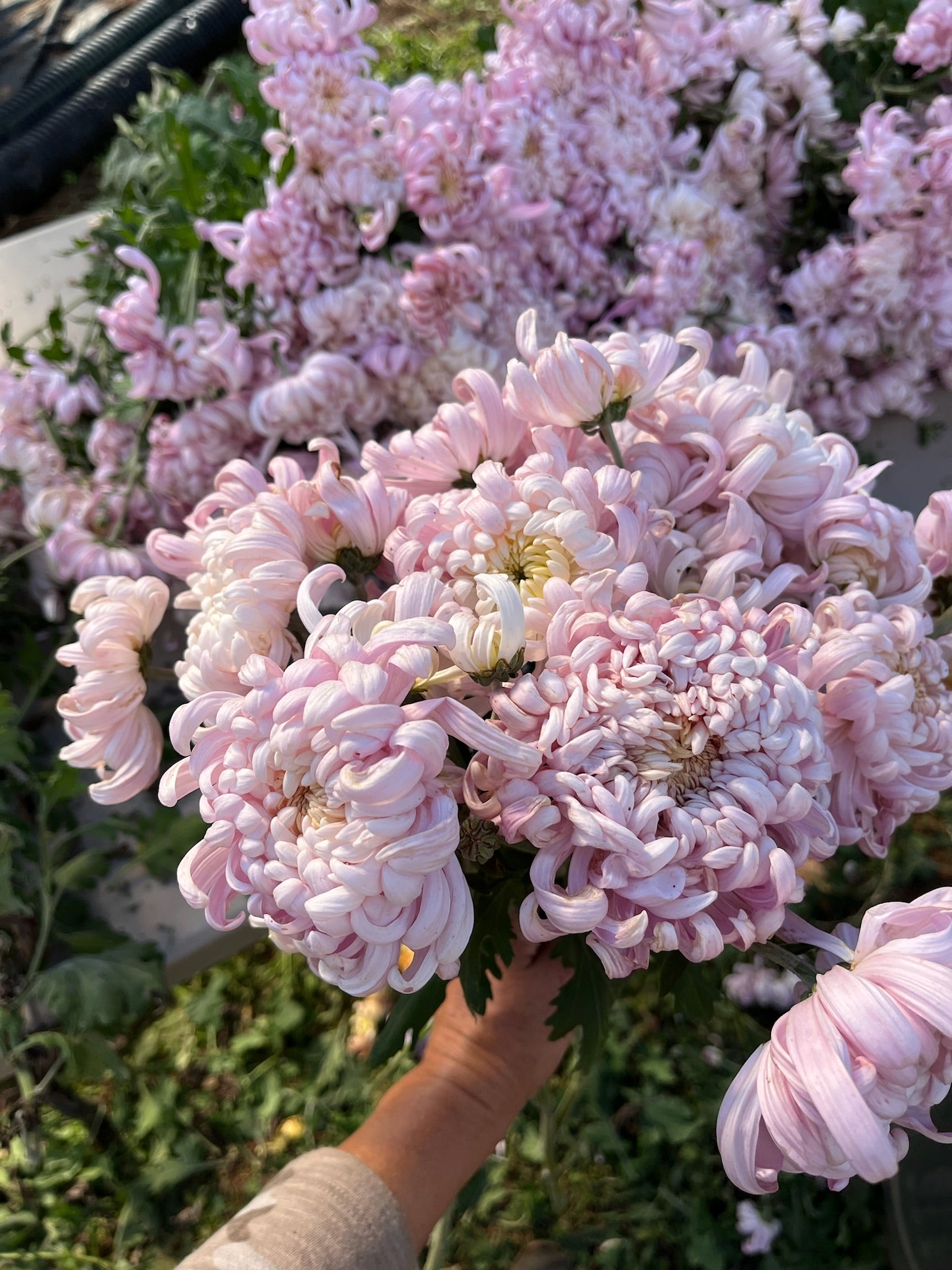 A bouquet of pink Kokka Hougiku heirloom chrysanthemums. Fall blooming. Good for disbudding.