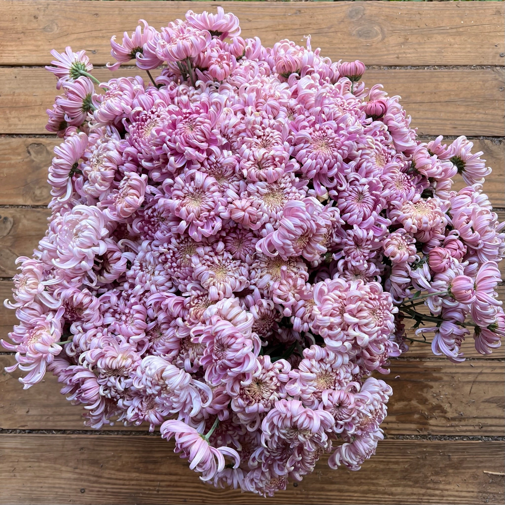 A bucket of large pink kokka hougiku heirloom chrysanthemums. Long lasting cut flowers. Great for disbud.