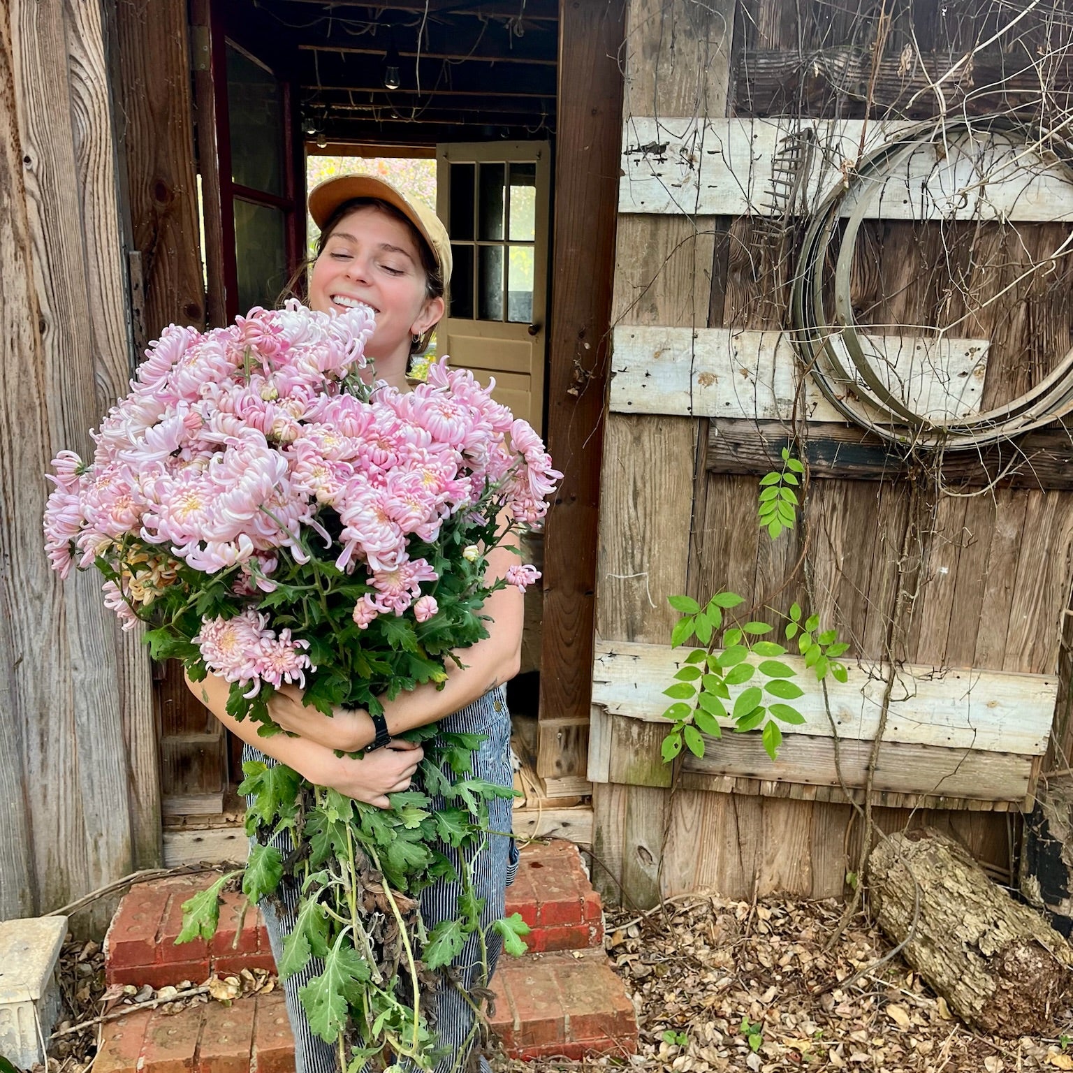 Person holding a large bouquet of pink Kokka Hougiku flowers. Fall blooming flowers.