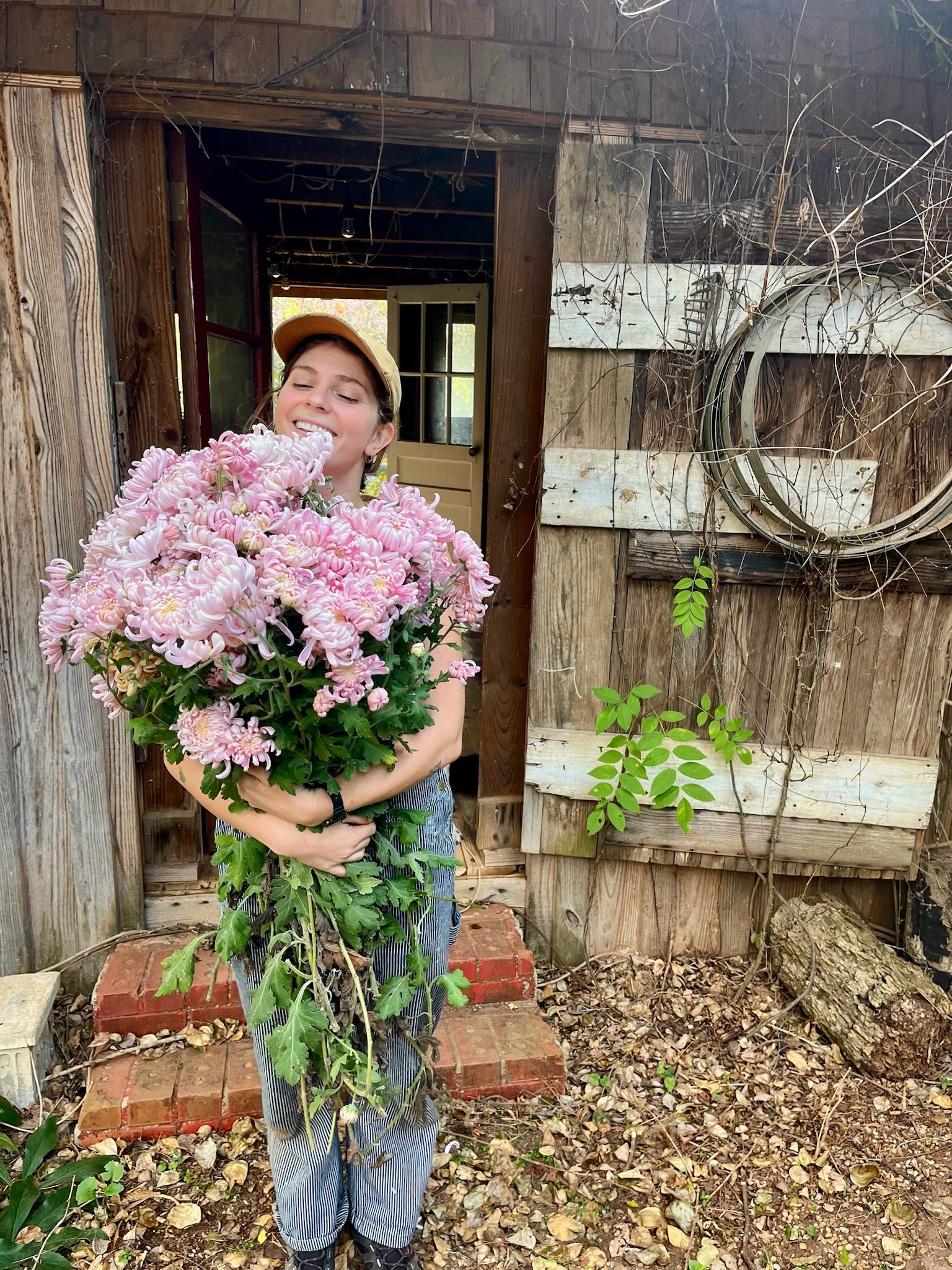 Person holding a large bouquet of pink Kokka Hougiku flowers. Fall blooming flowers.