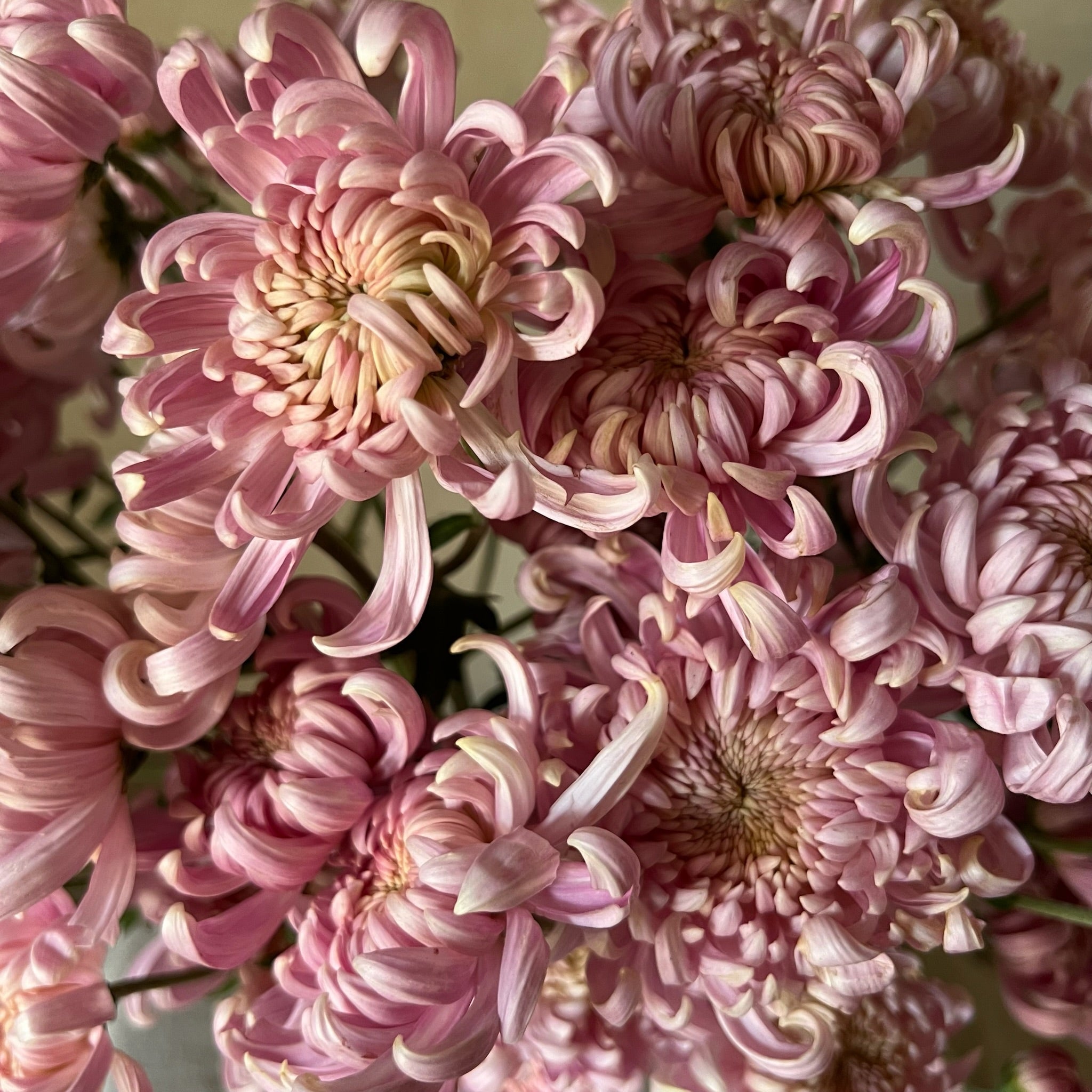 A close-up of pink Kokka Hougiku heirloom chrysanthemums. Fall blooming. Good for disbudding.