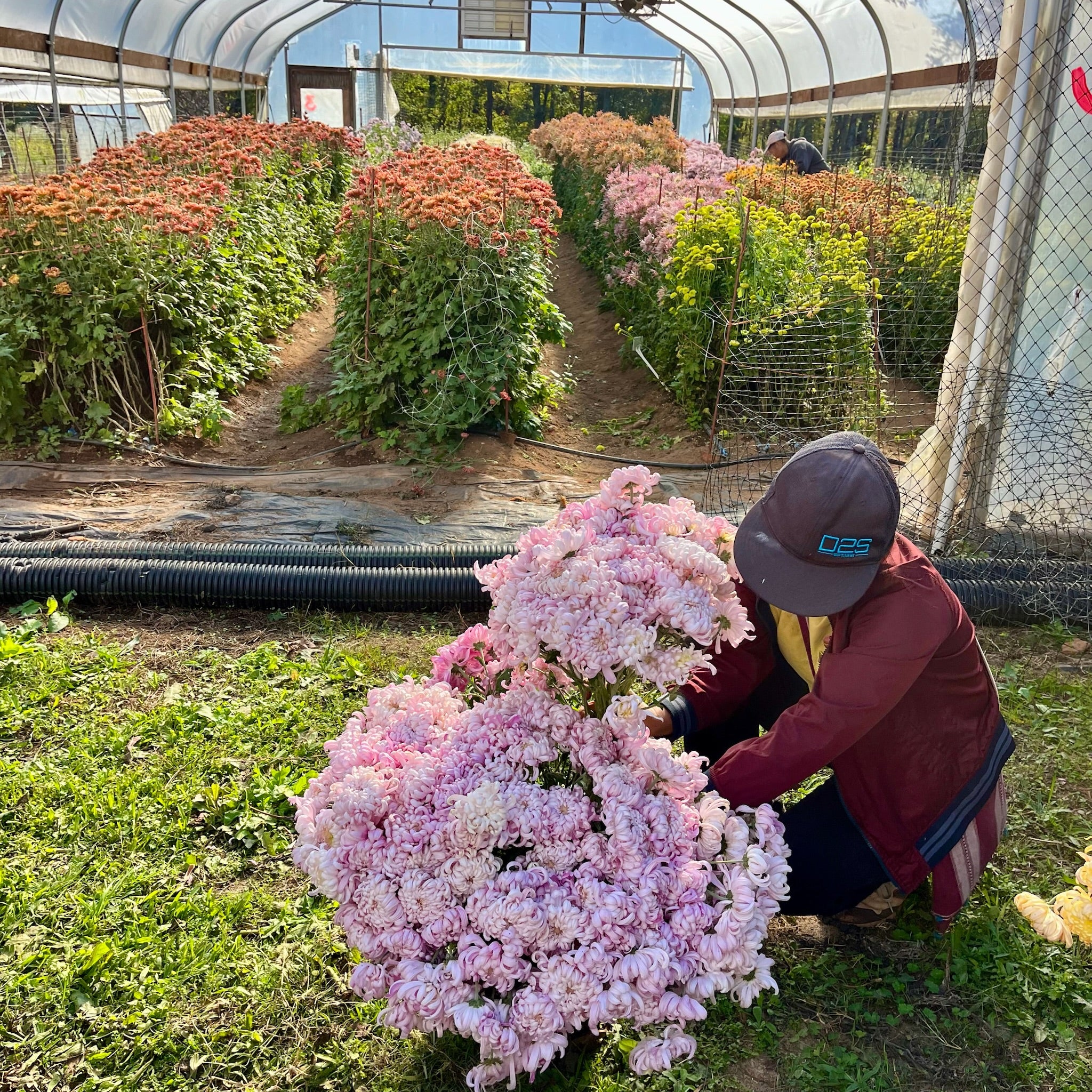 Person harvesting pink KokkaHougiku heirloom mums in a greenhouse