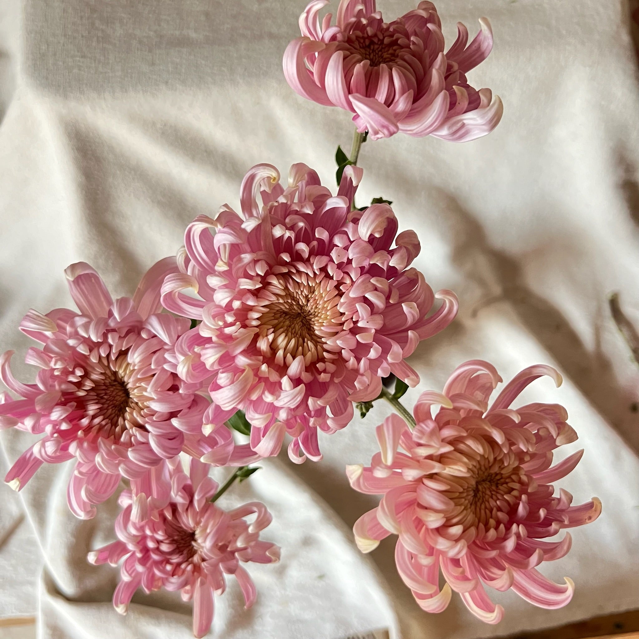 A single stem of Kokka Hougiku heirloom chrysanthemum. Fall blooming. Good for disbudding.