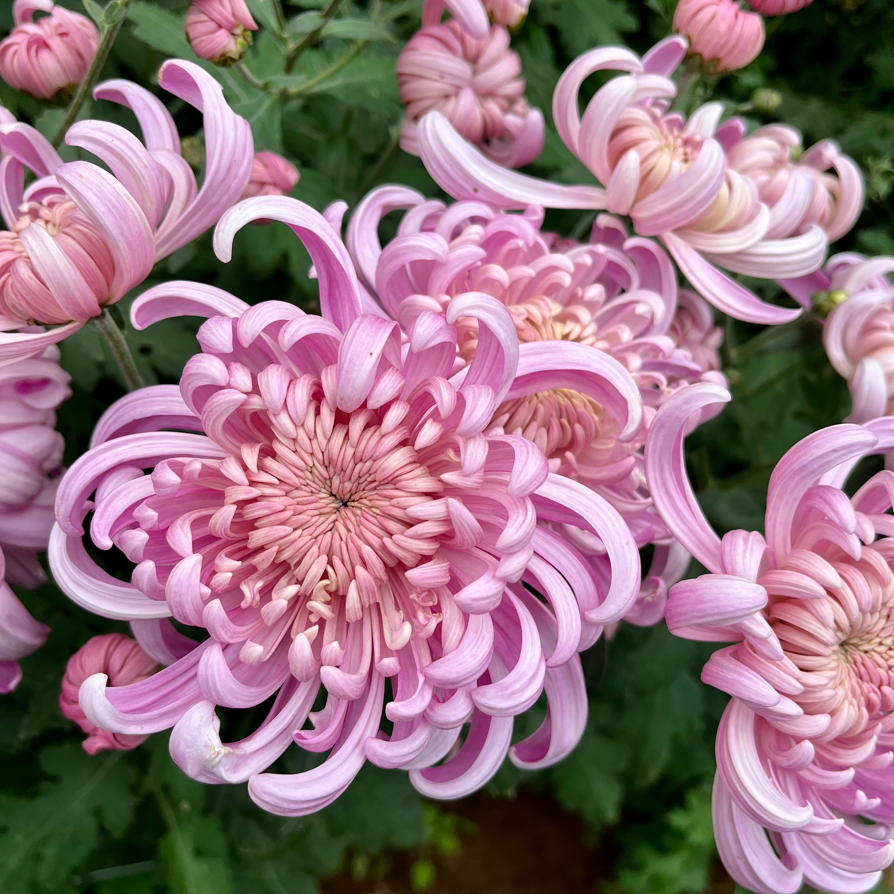 A close-up of the pink Kokka Hougiku heirloom chrysanthemum. Fall blooming. Good for disbudding.