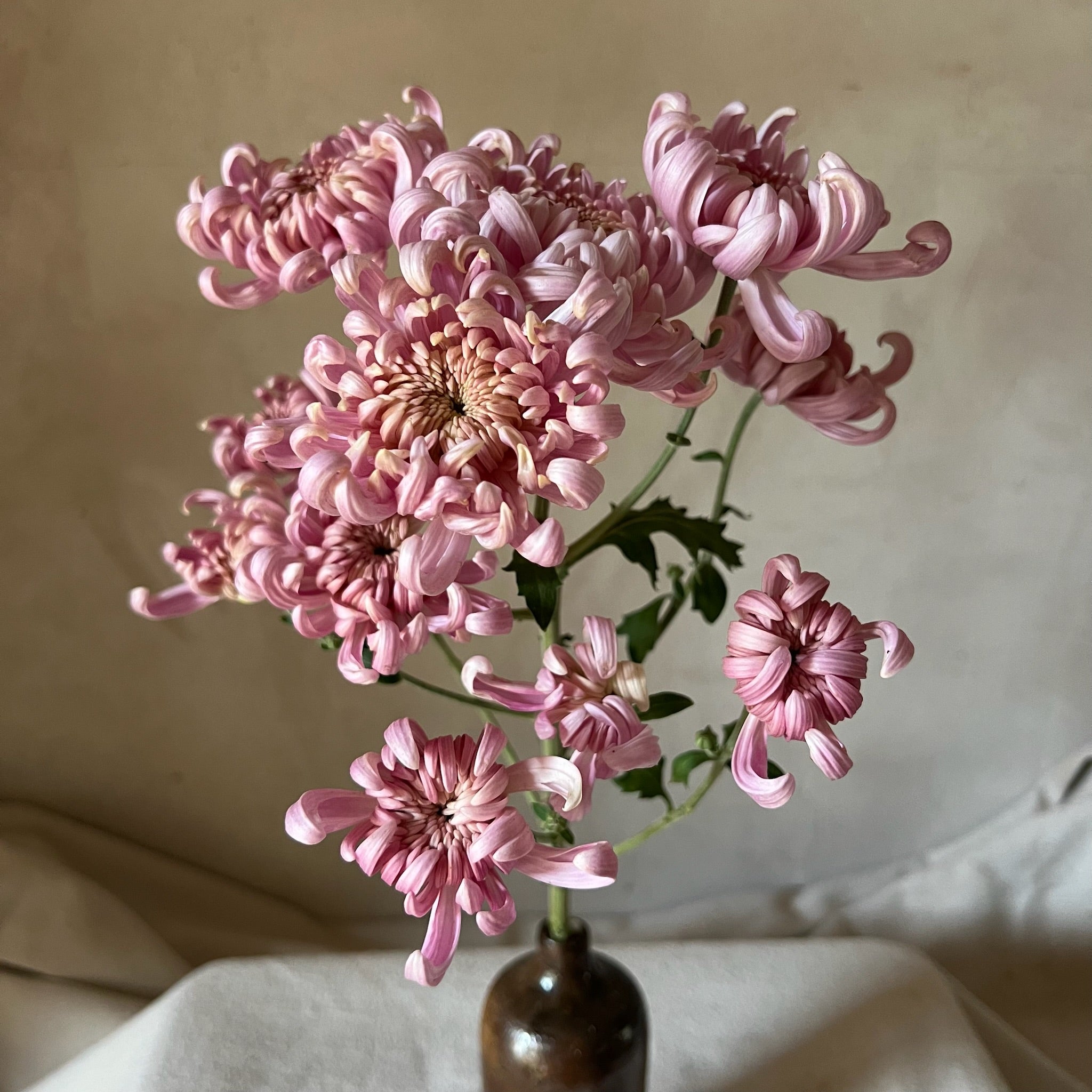 A single stem of pink Kokka Hougiku heirloom chrysanthemums. Fall blooming. Good for disbudding.