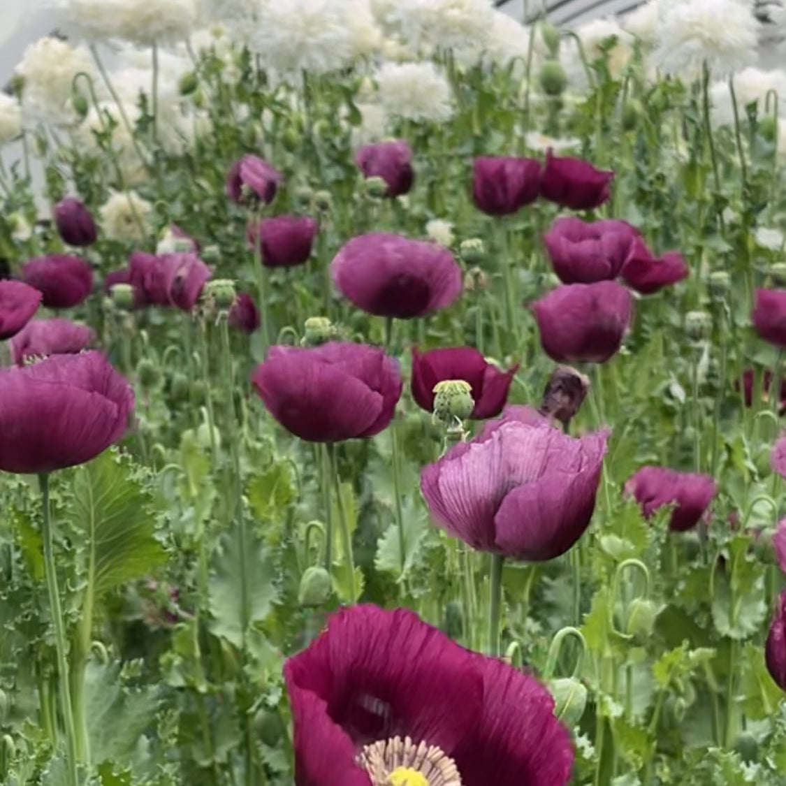 Lauren's Grape purple poppies growing in a tunnel. Easy to grow flowers.