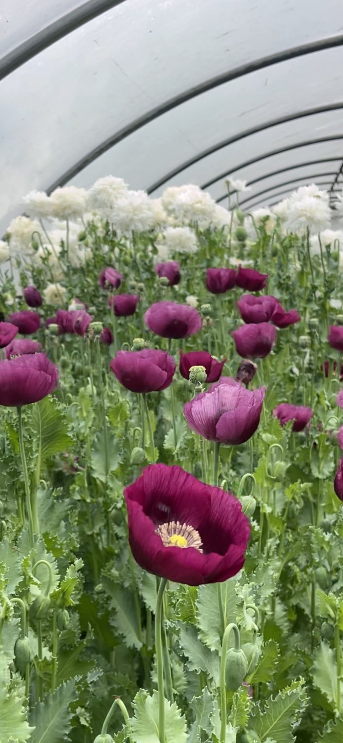 Lauren's Grape purple poppies growing in a tunnel. Easy to grow flowers.