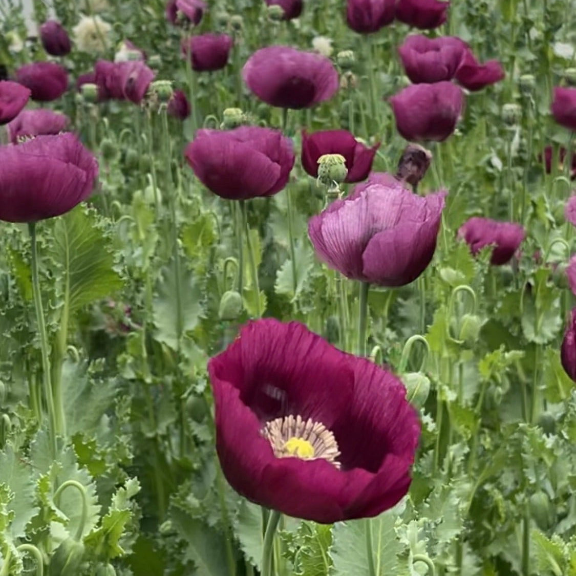 A close up of dark purple poppies. Easy to grow flowers.