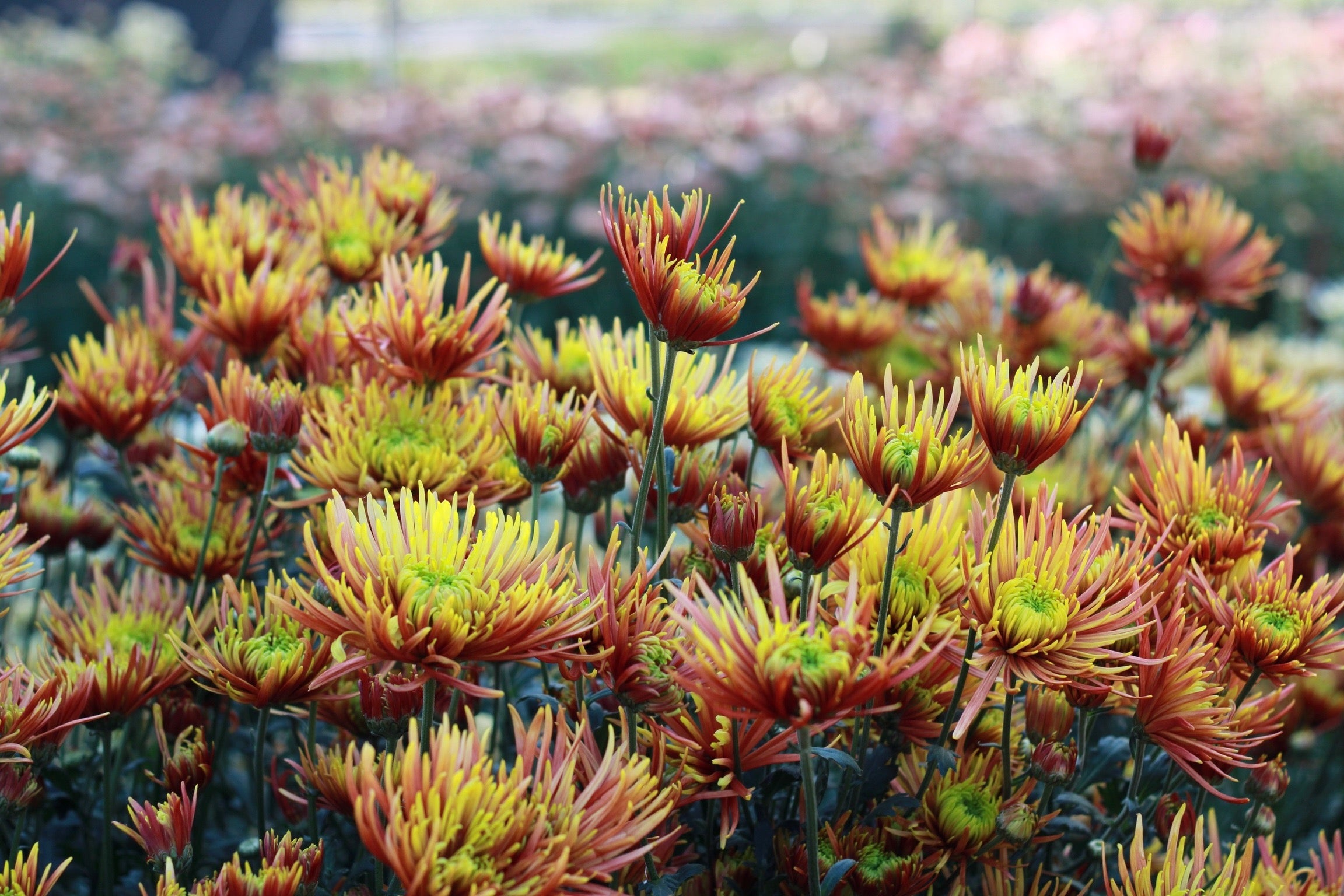 Learn about heirloom chrysanthemums