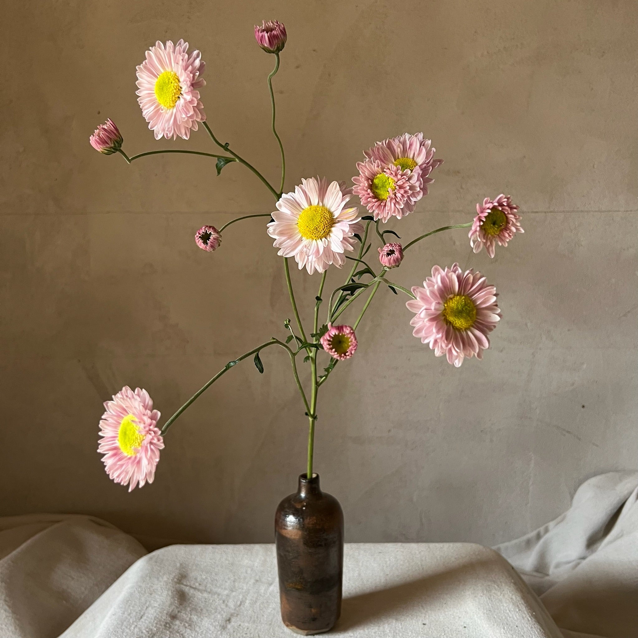 A single stem of Lily Anderton heirloom chrysanthemum. Fall blooming. Long lasting cut flower.