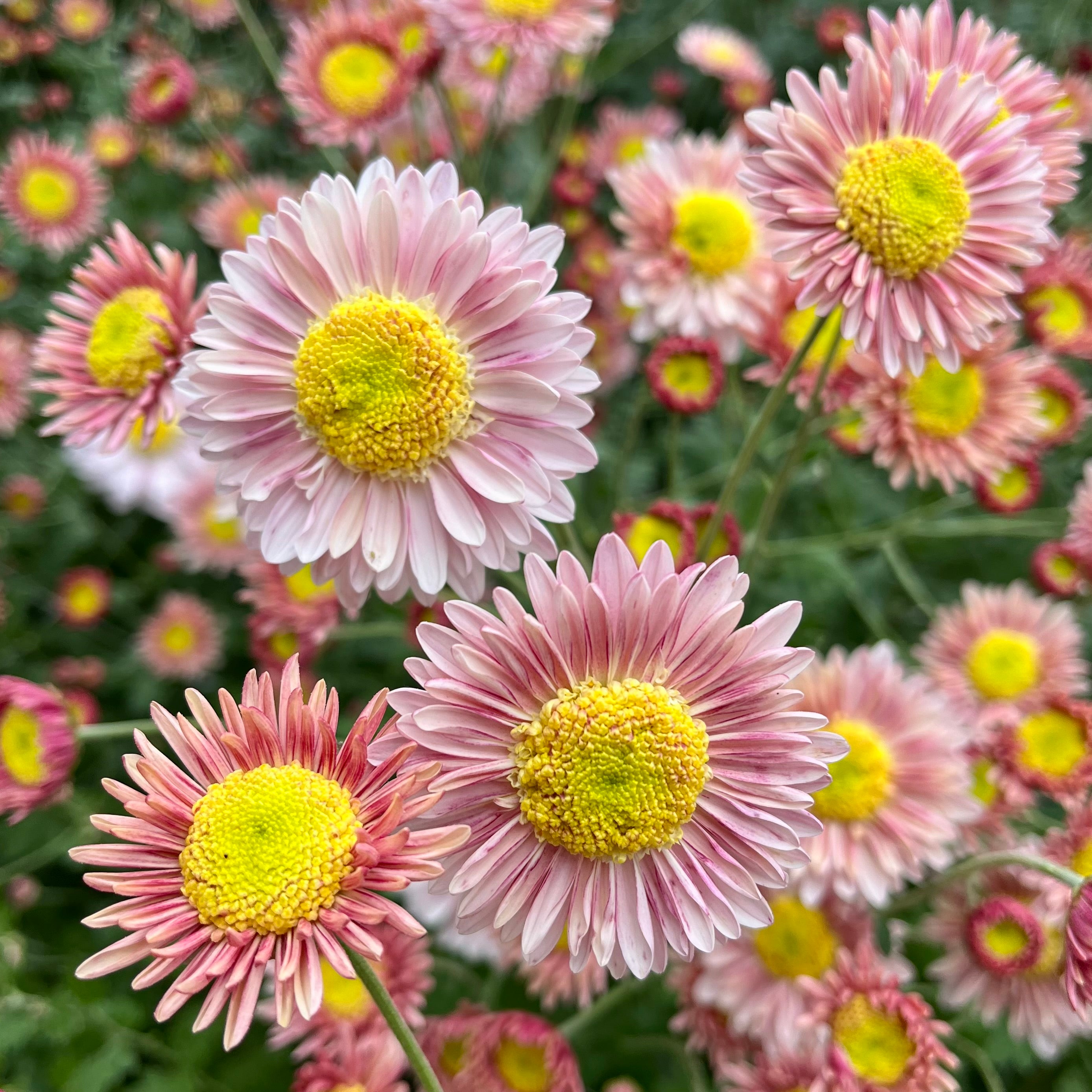 A close-up of Lily Anderton heirloom mums. Fall blooming flowers. Daisy-like blooms.