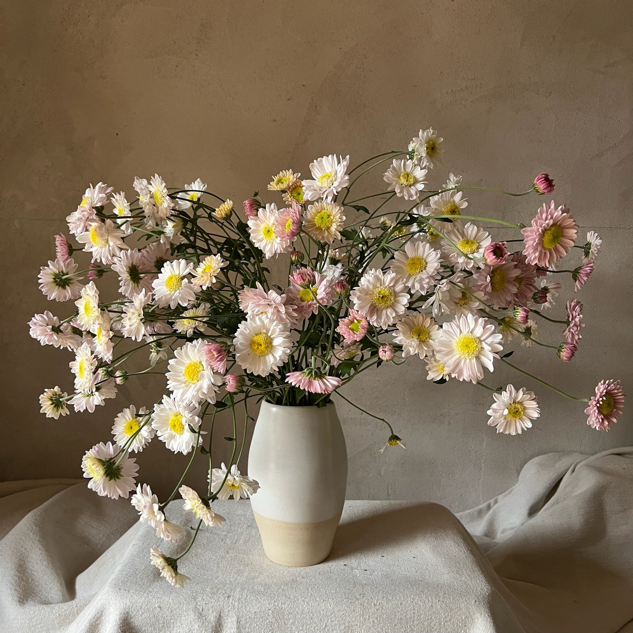 Lily Anderton heirloom mums in a vase. Fall blooming flowers. Daisy-like blooms.