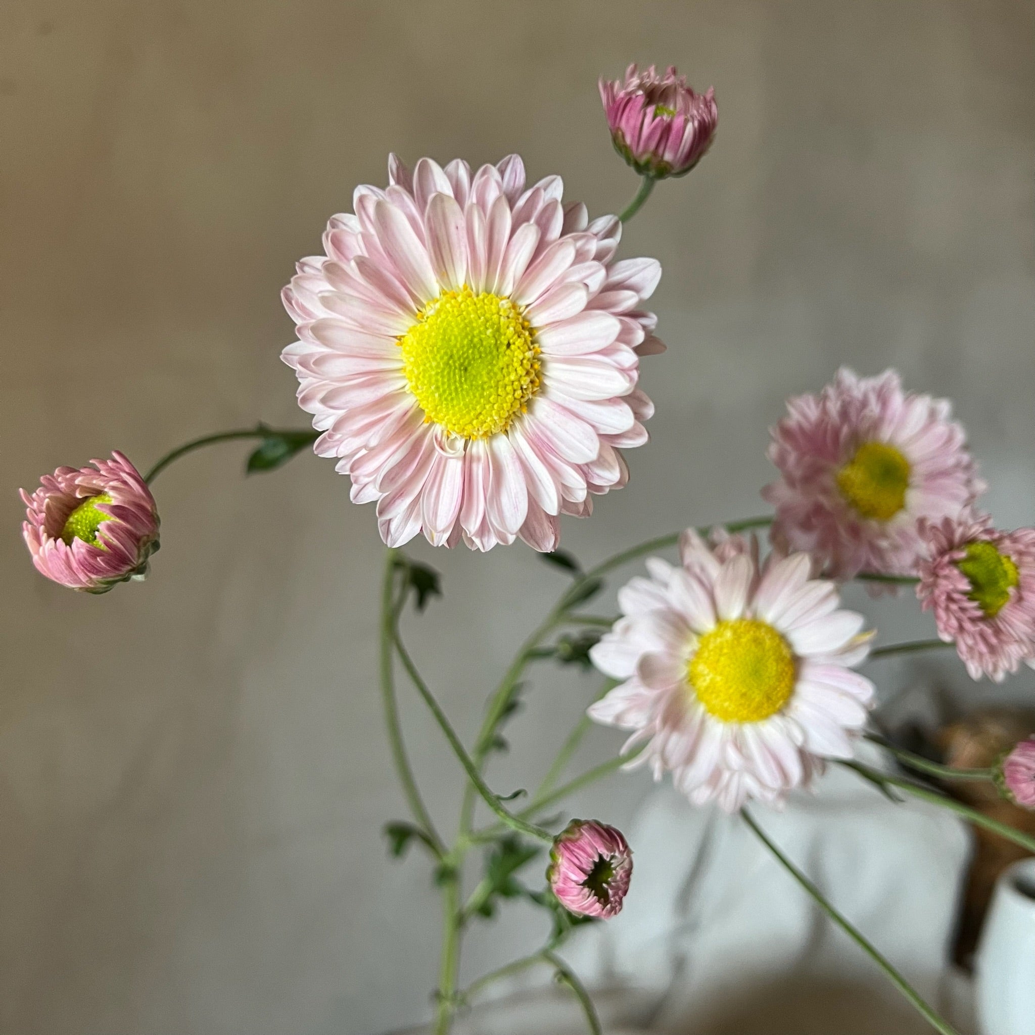 A single stem of Lily Anderton heirloom mums. Fall blooming flowers. Daisy-like blooms. Long lasting flowers.